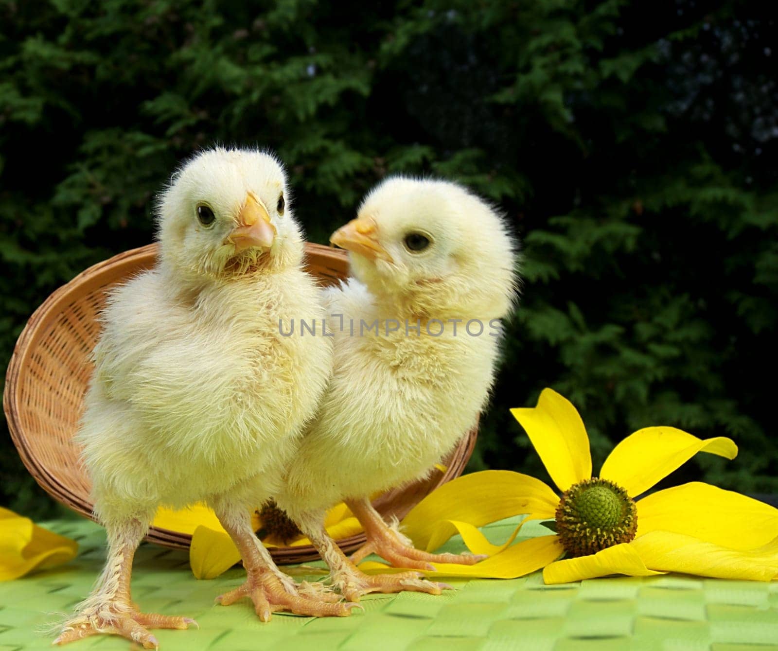 Two bright little chicks