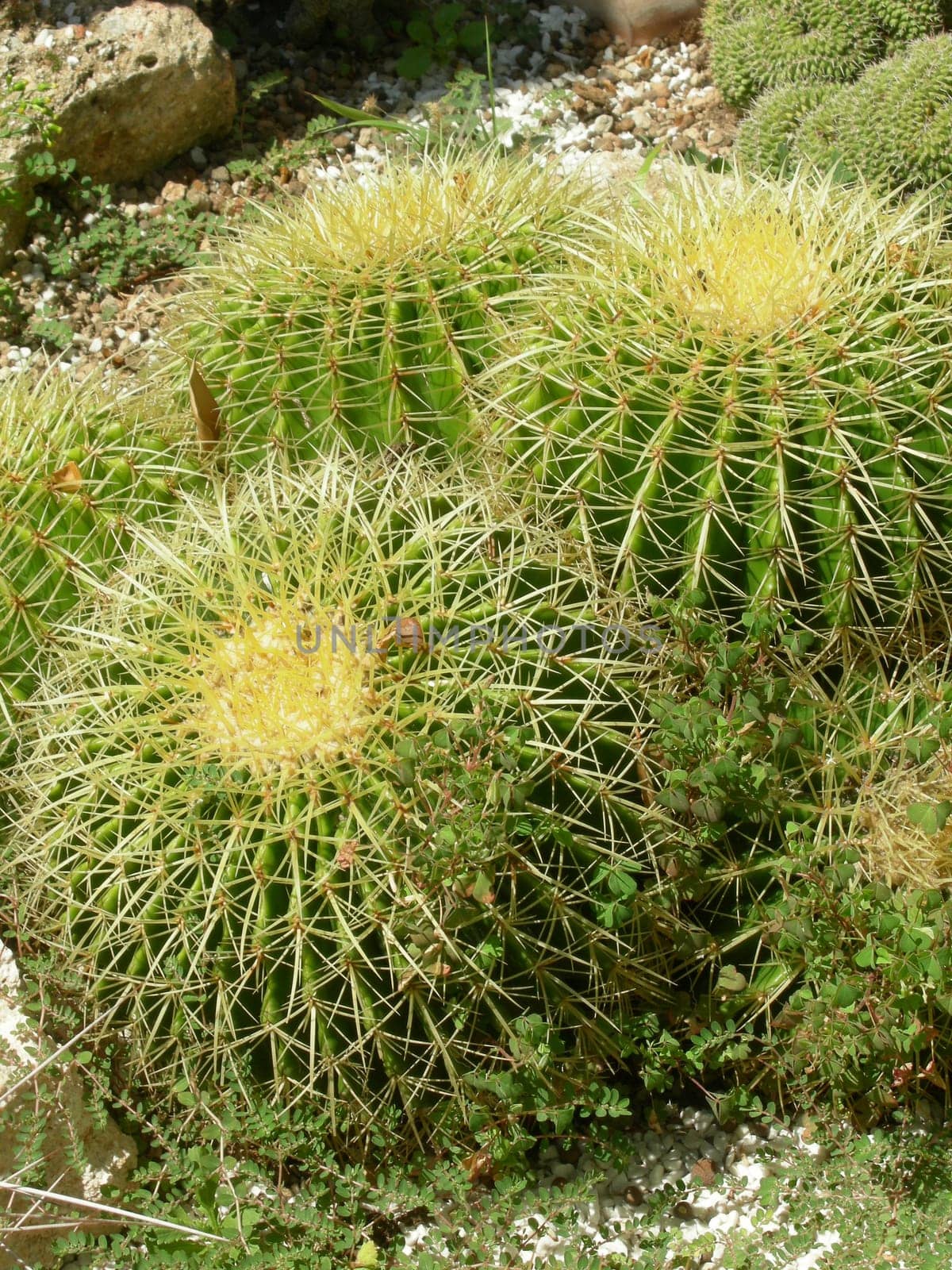 Cactus