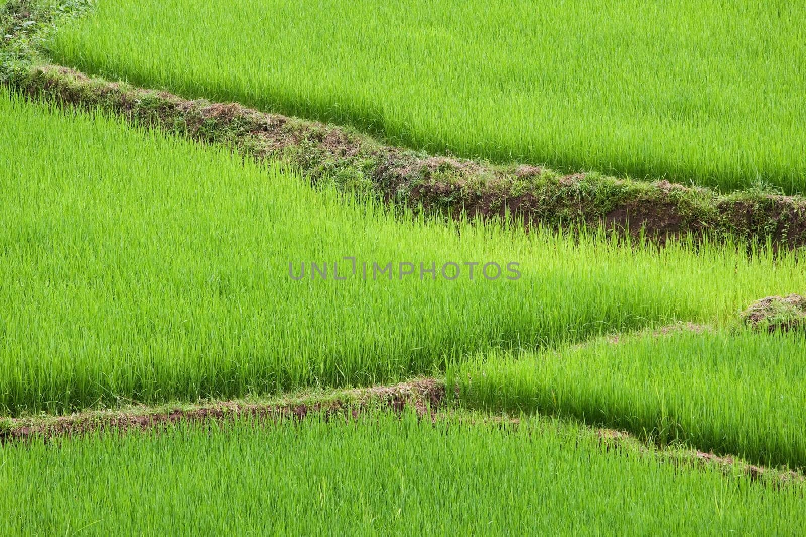 Paddy