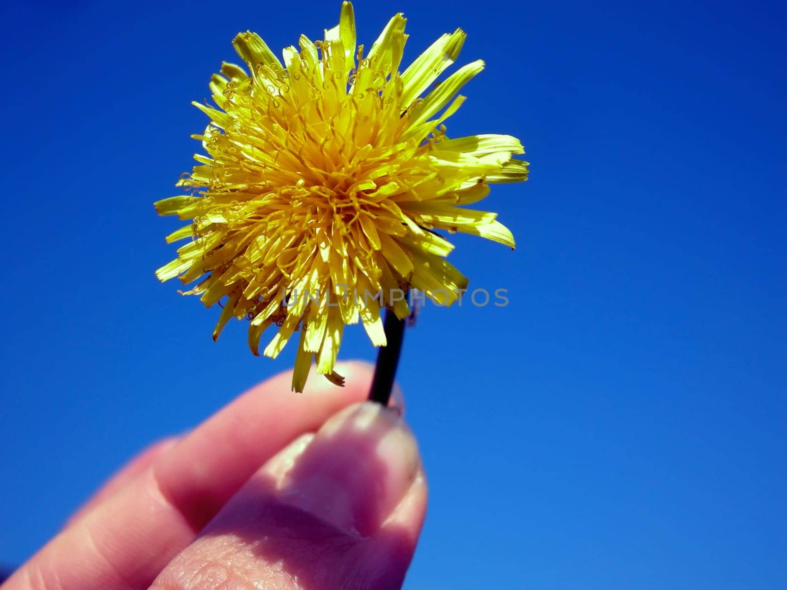 Hand with flower