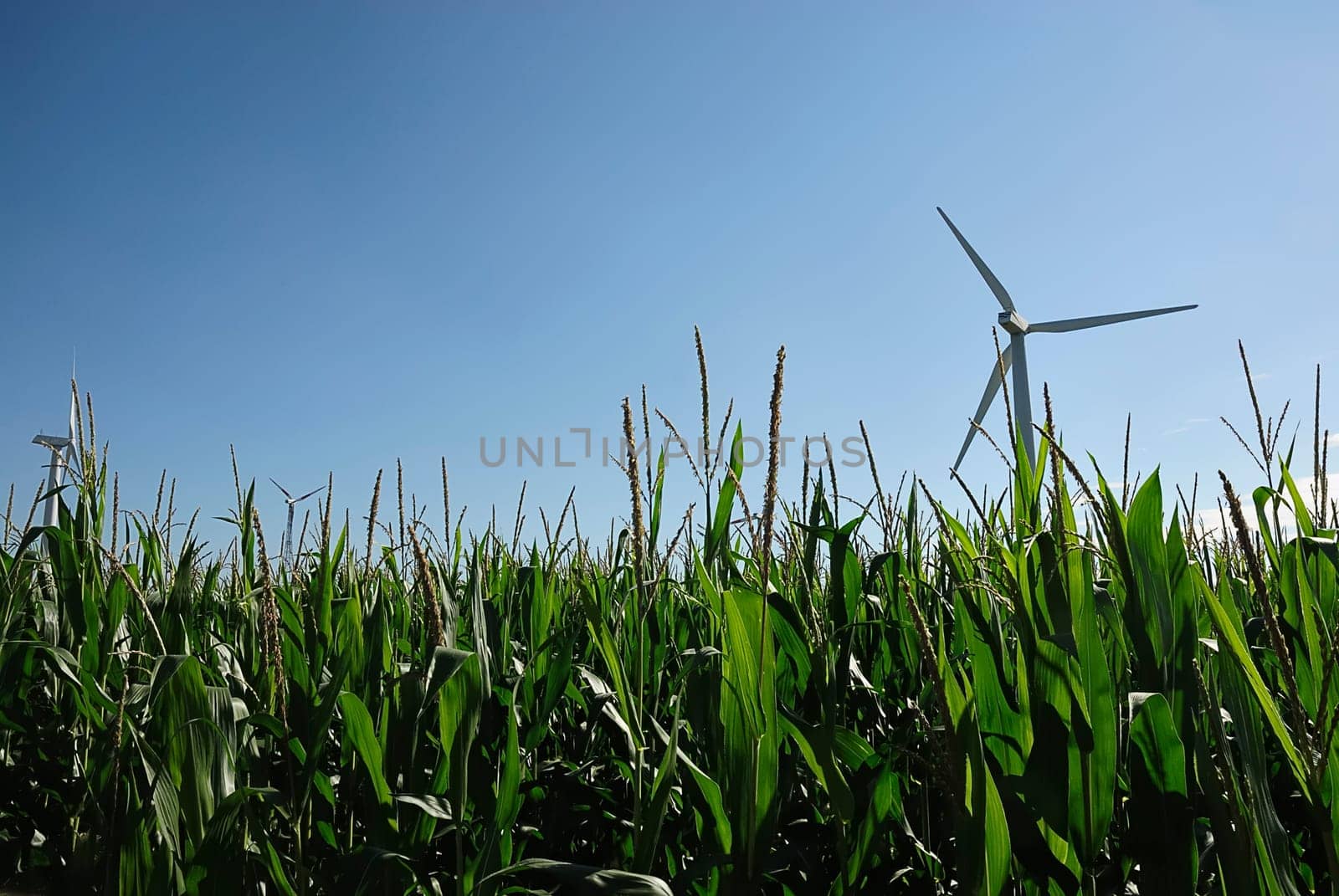 Maize cultivation and wind turbines
