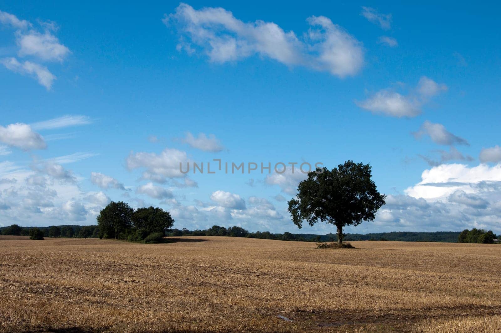 European Beech - Storm Clouds