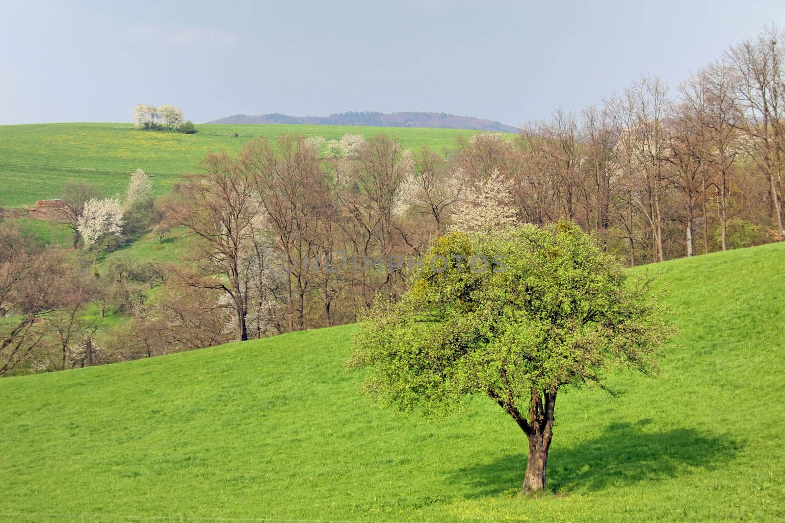 Bergstraße-Odenwald Nature Park in April