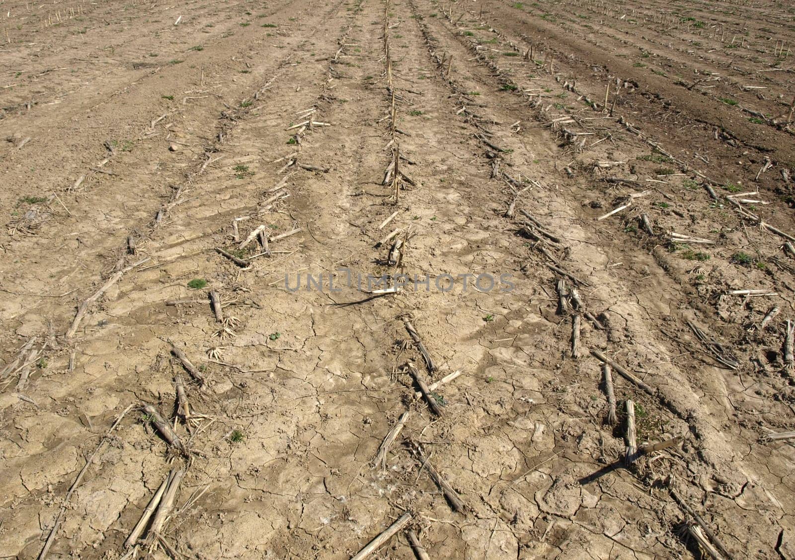 Field
