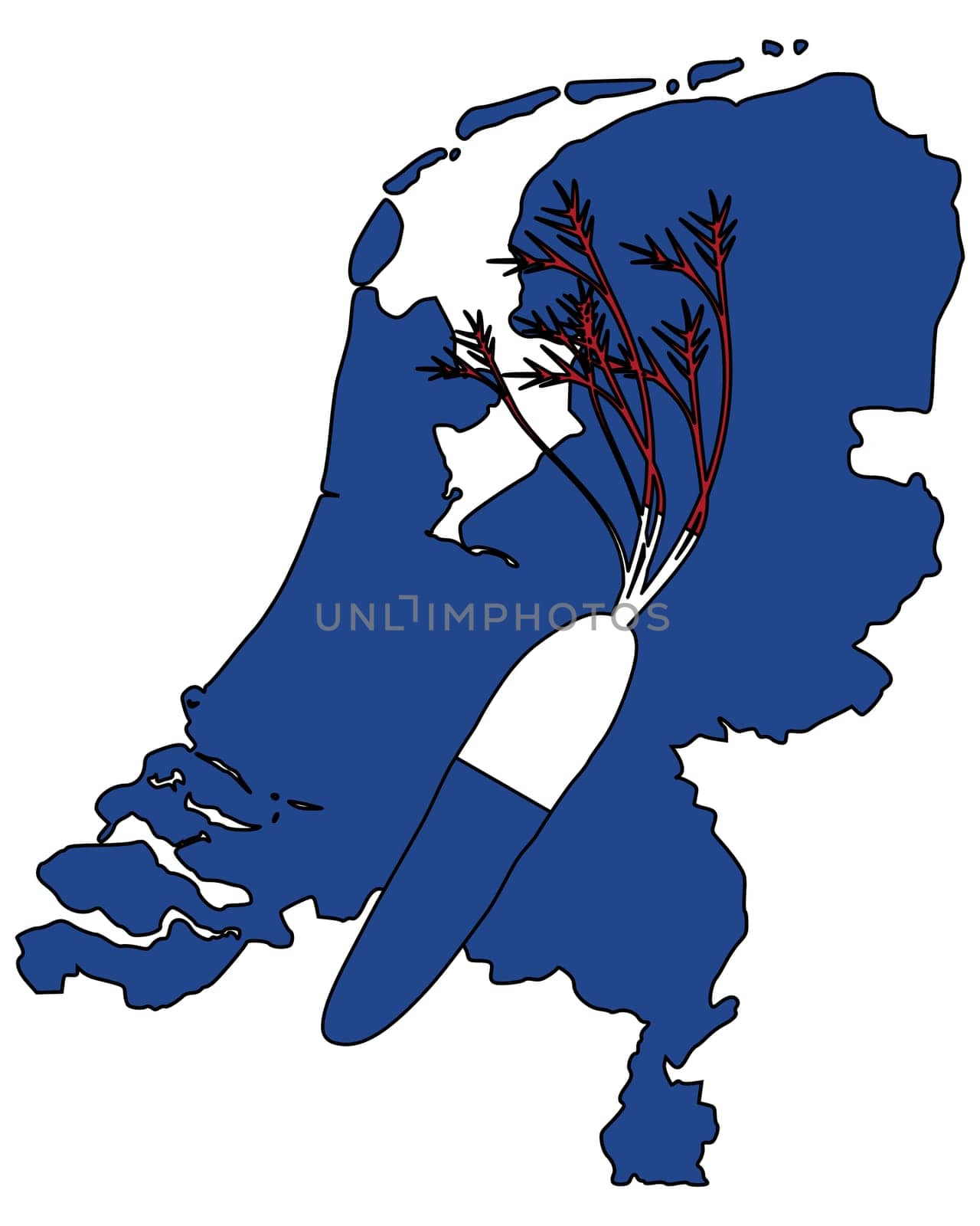 Dutch carrot