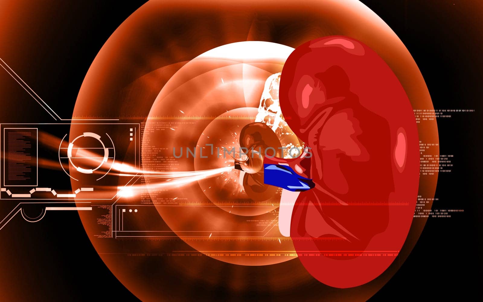 Illustration of a kidney isolated