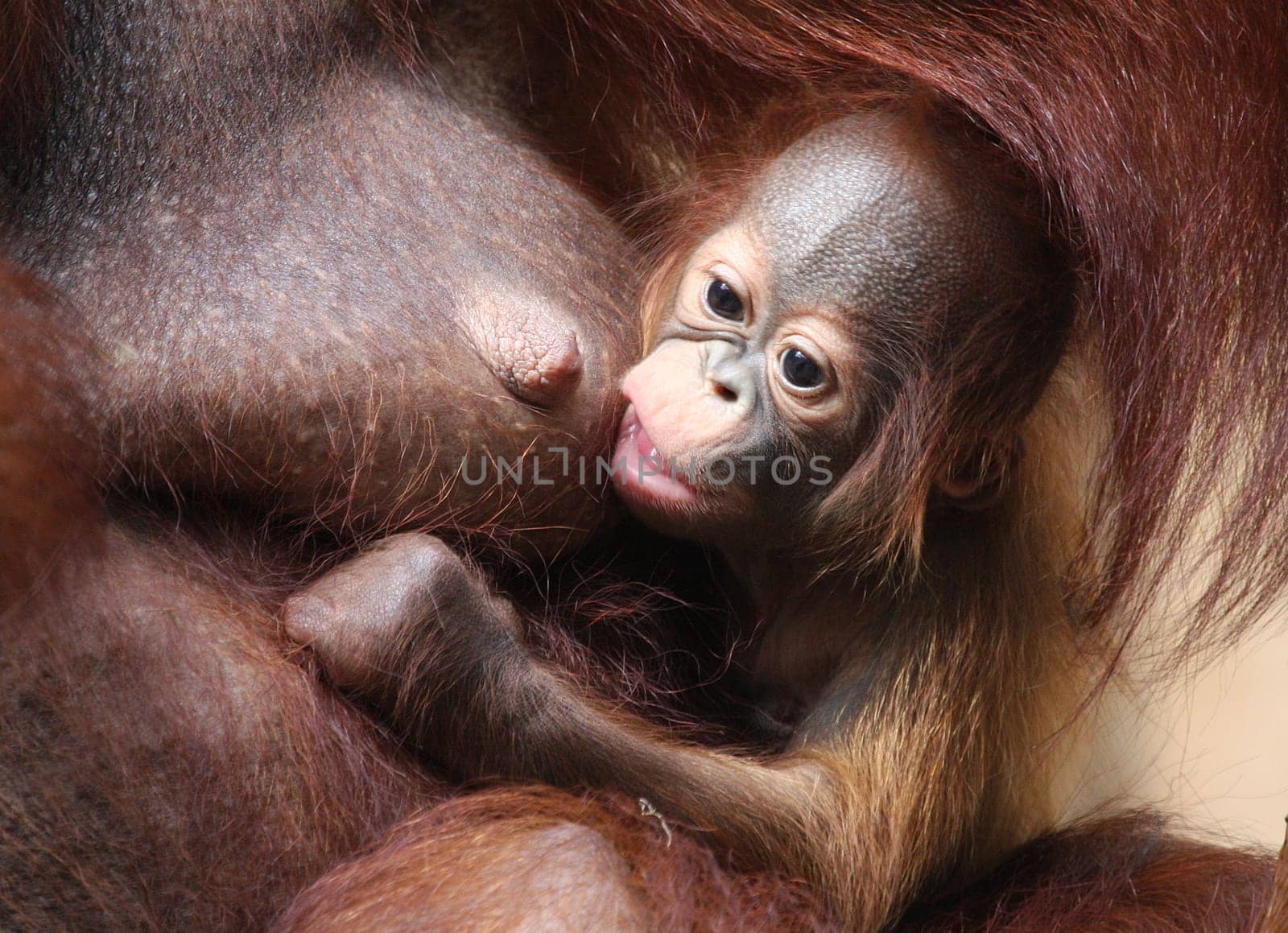 Orangutan Baby