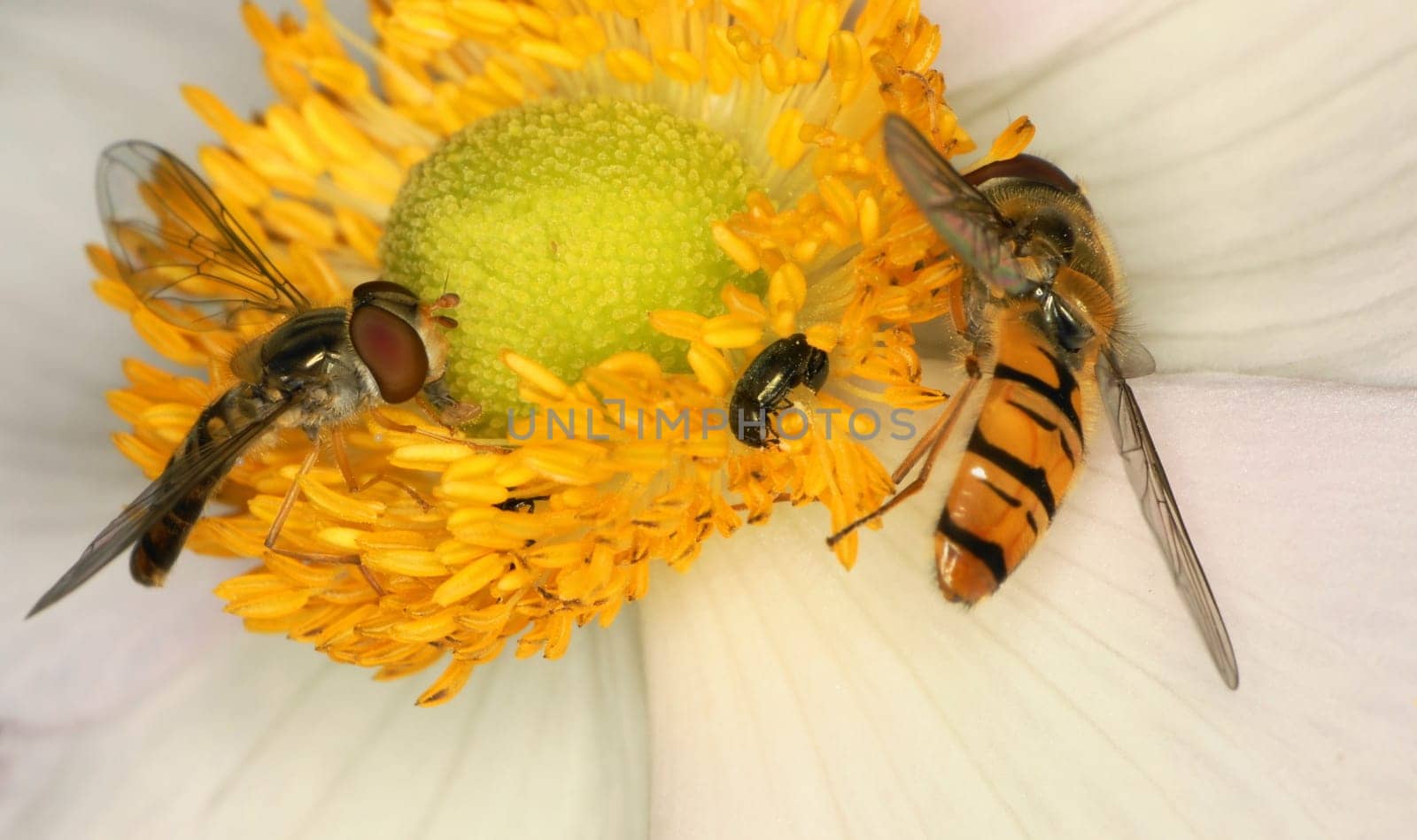 2 hoverflies and rapeseed beetles on a Japanese anemone