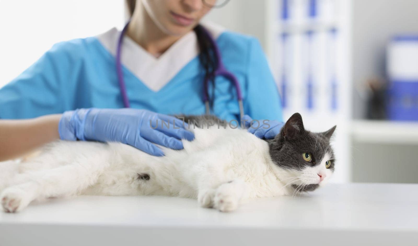 Veterinarian female check fluffy cat on table for investigations, calm domestic animal by kuprevich