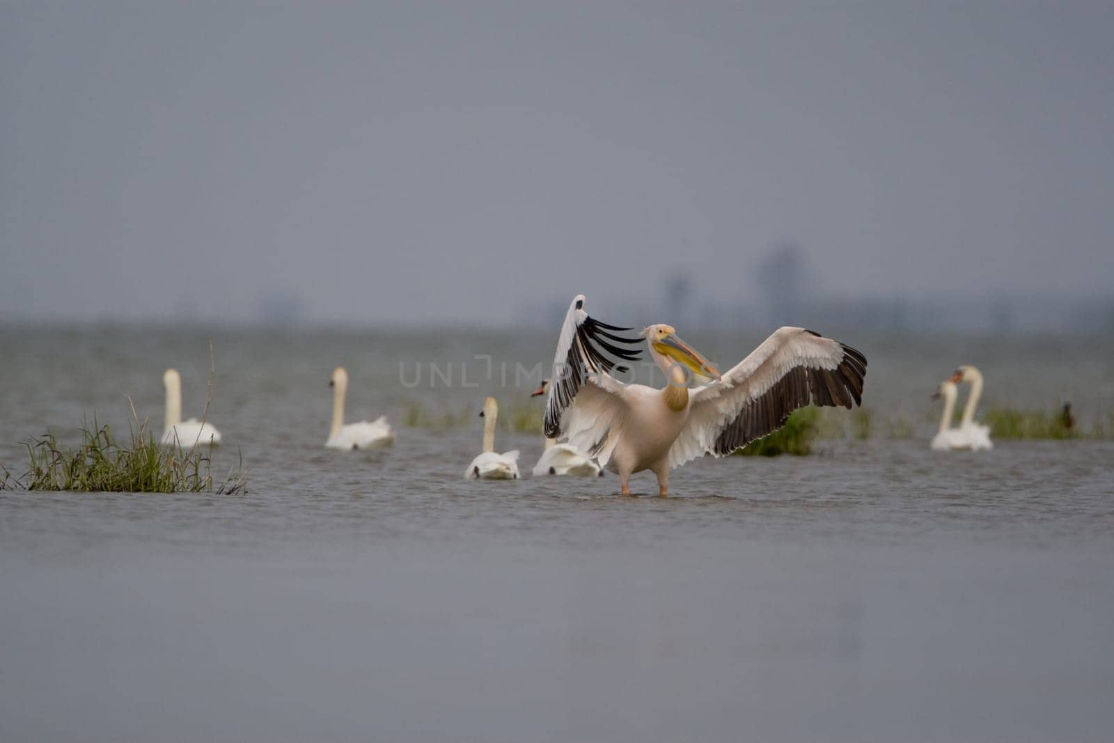 Pelicans In The Danube Delta Reserve