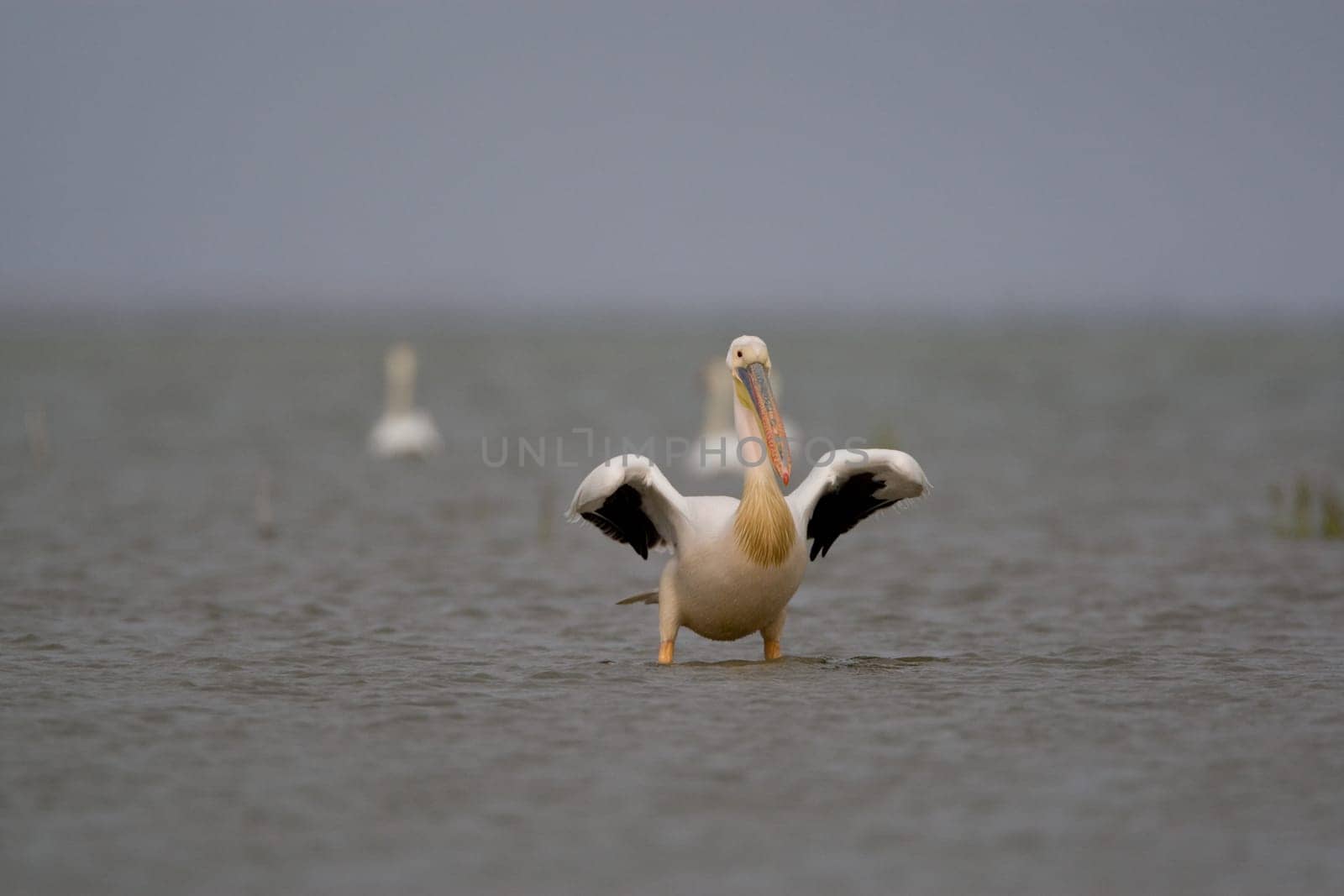 Pelicans In The Danube Delta Reserve