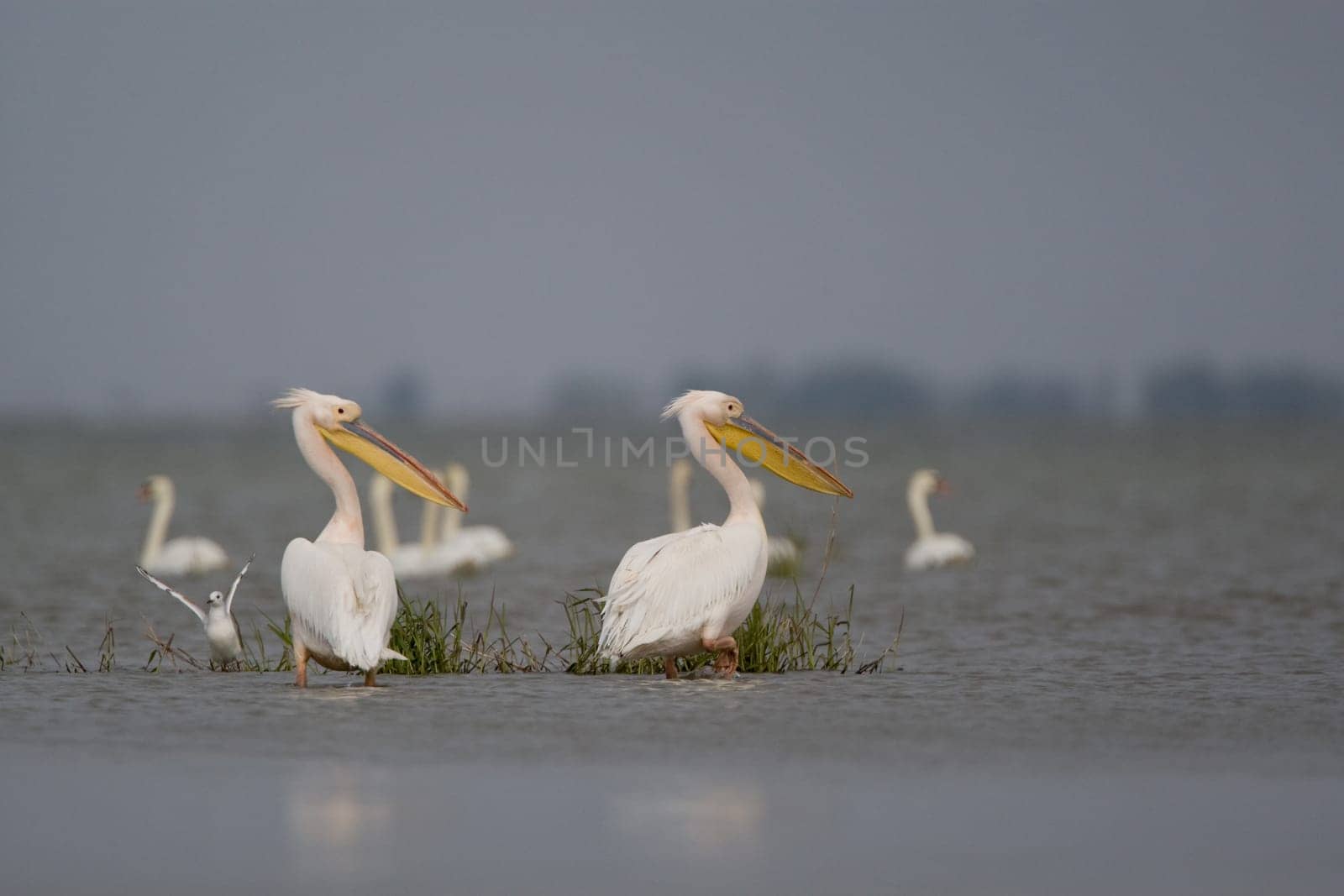Pelicans In The Danube Delta Reserve