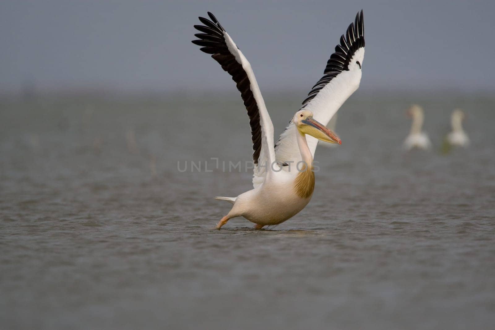 Pelicans In The Danube Delta Reserve