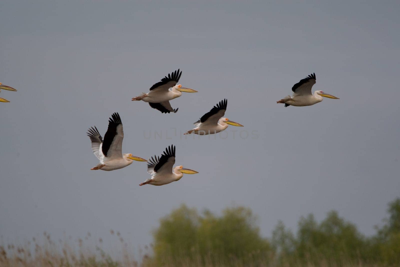 Pelicans In The Danube Delta Reserve