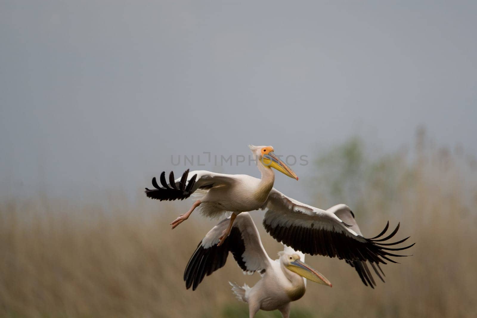 Pelicans In The Danube Delta Reserve