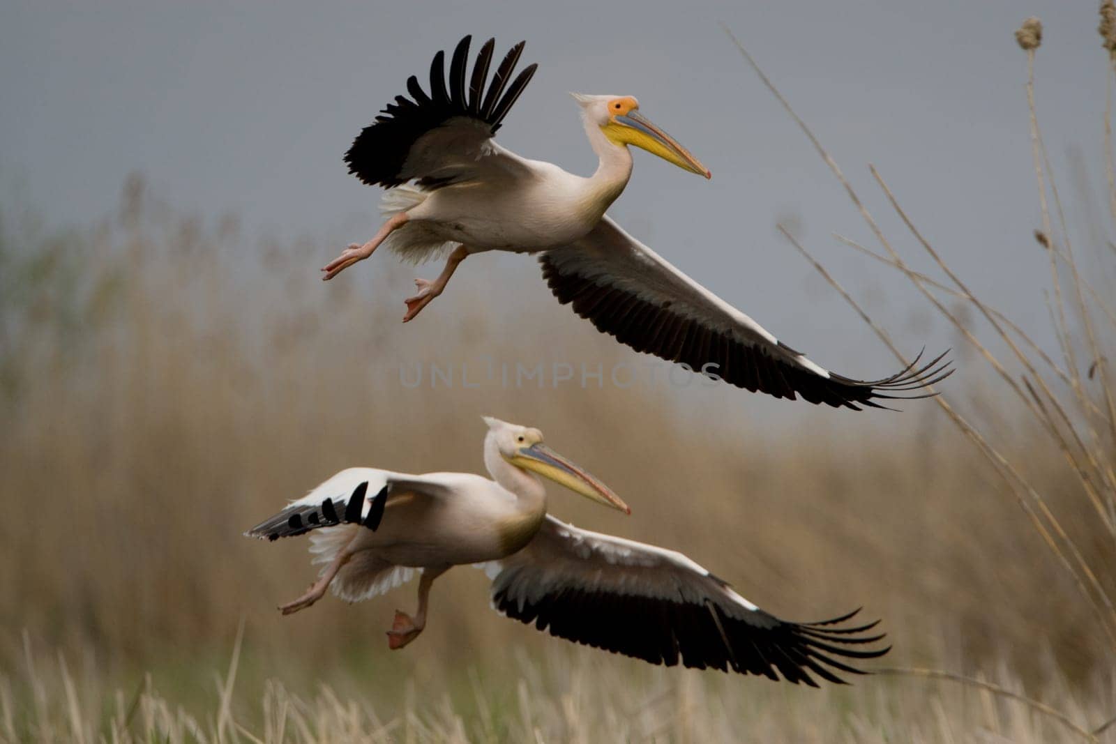 Pelicans In The Danube Delta Reserve