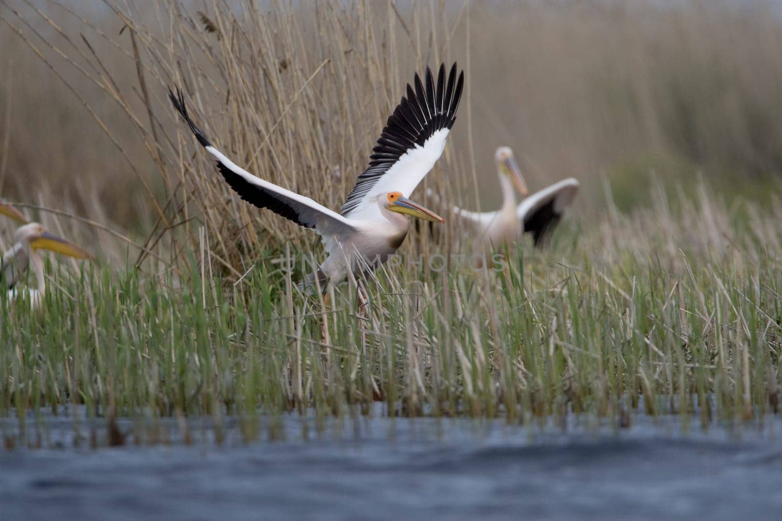 Pelicans In The Danube Delta Reserve