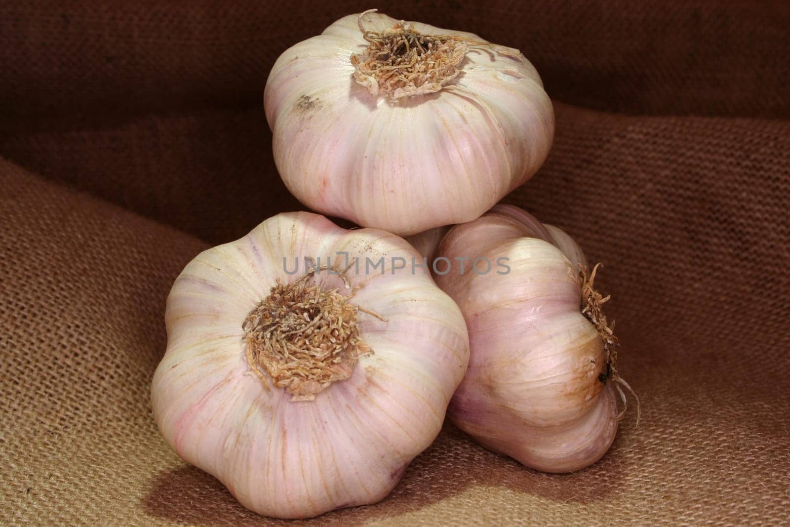 Garlic