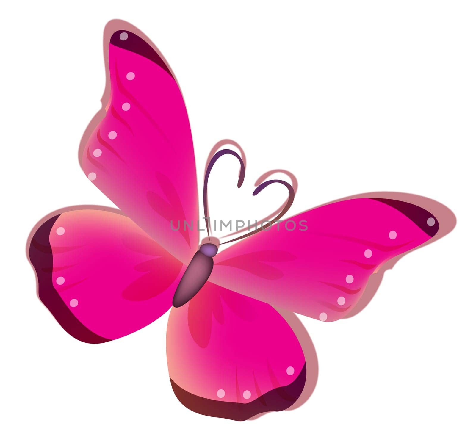 butterfly