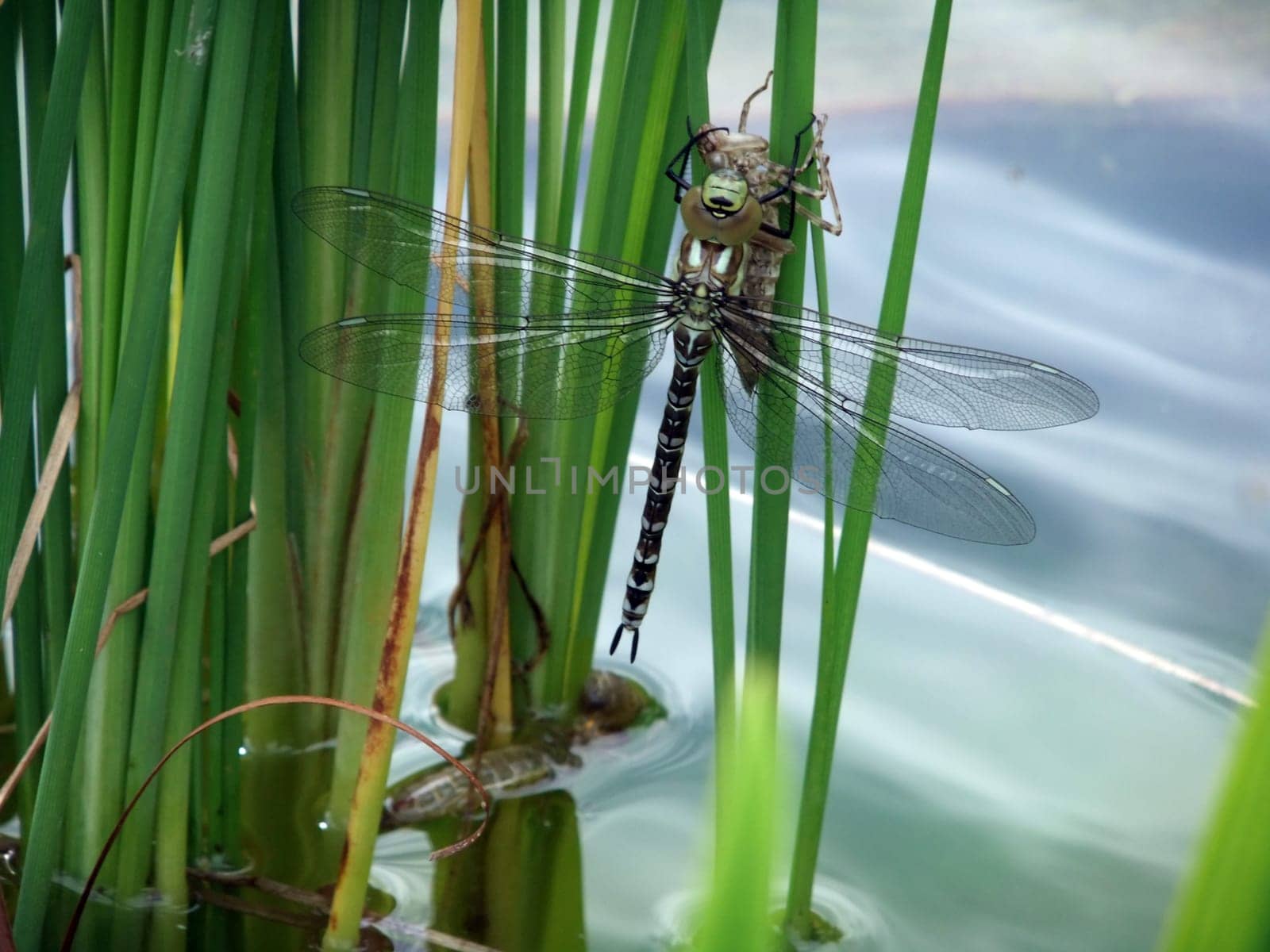 young dragonfly