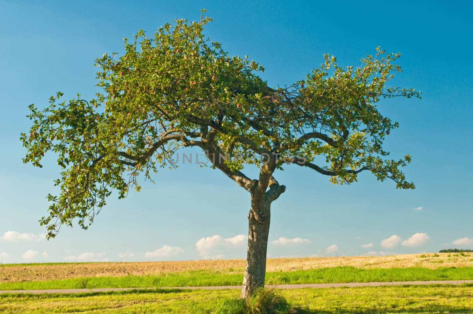 tree without christmas