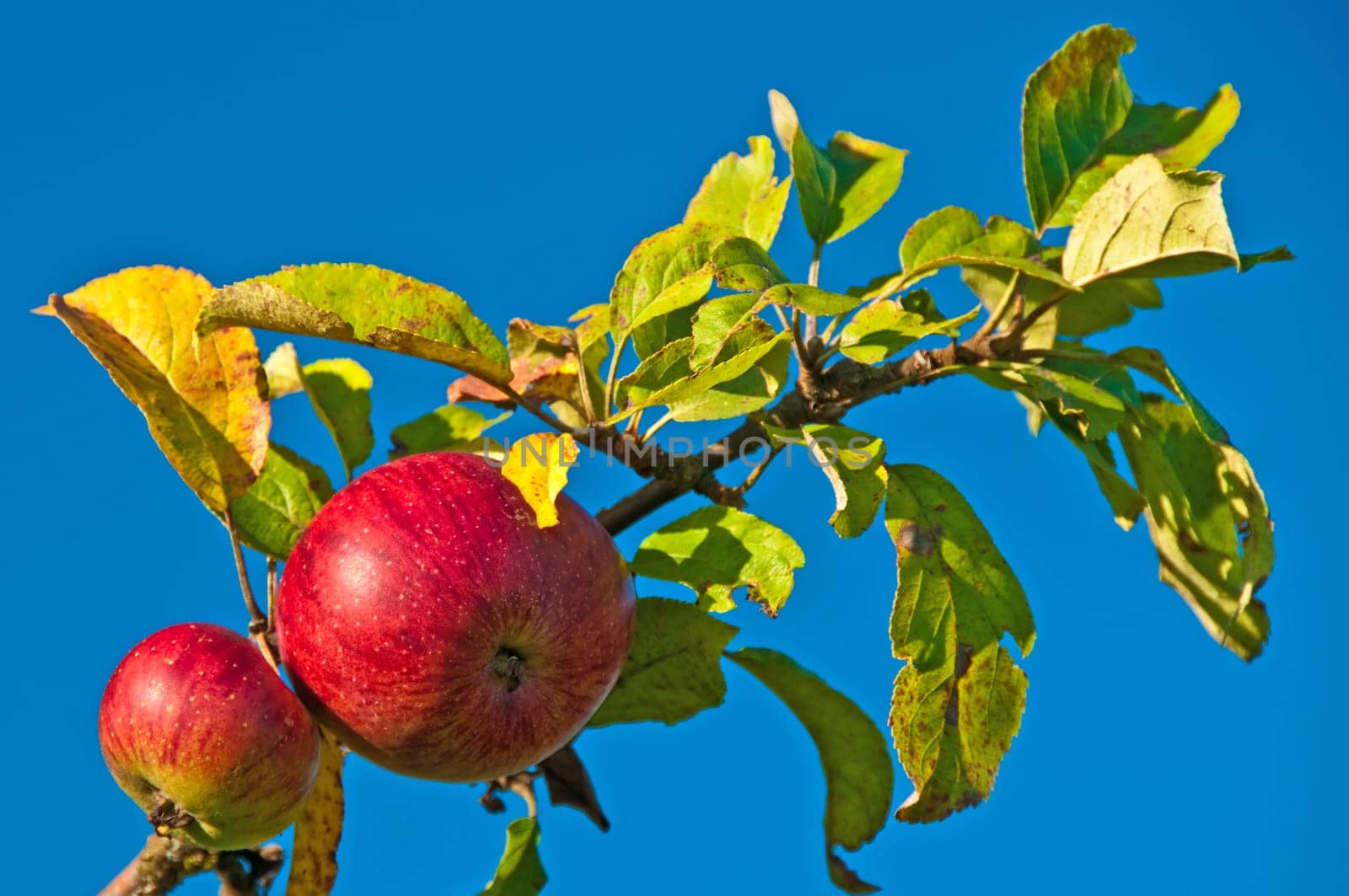 Apples without (New York)