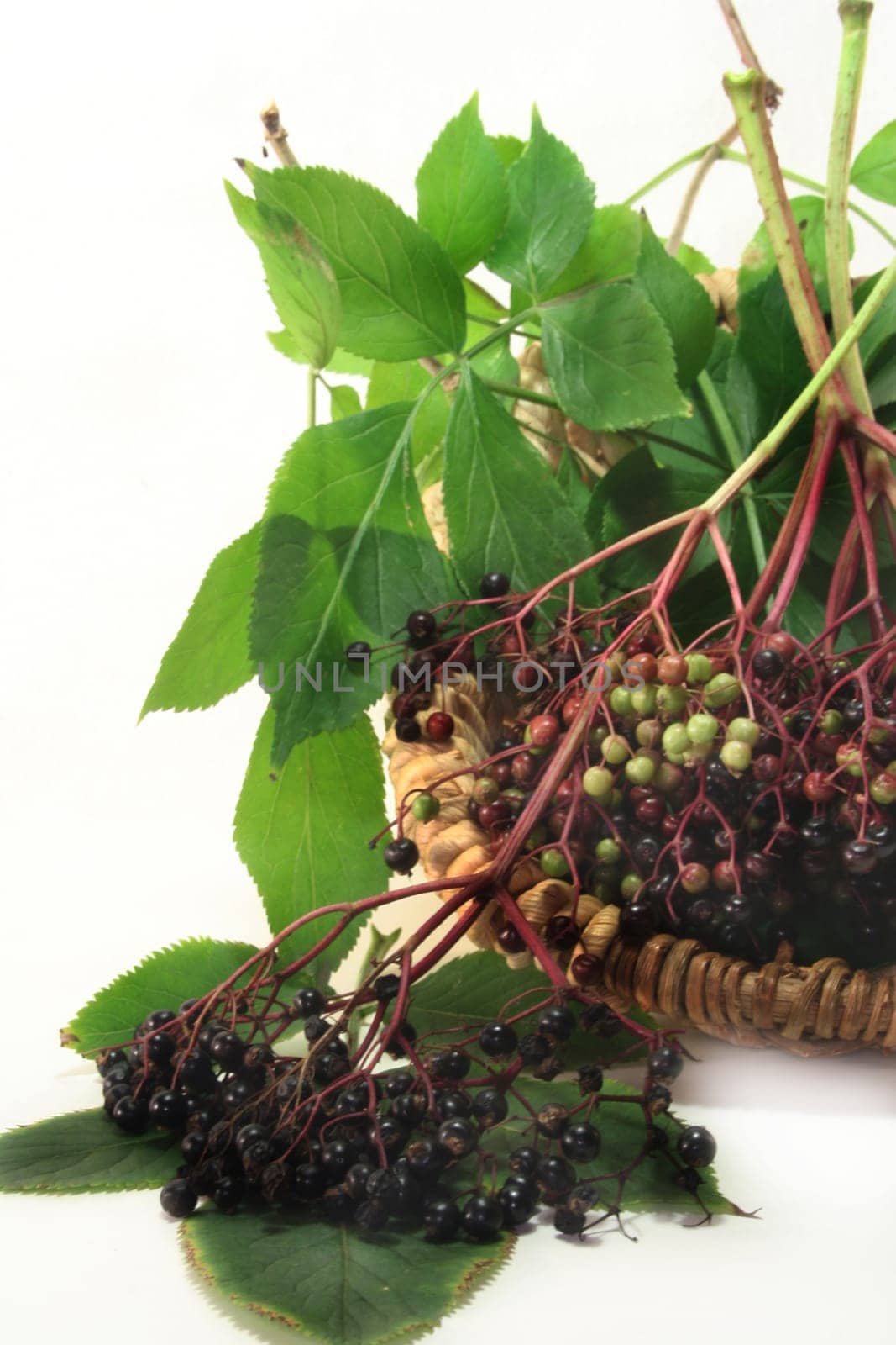 Elderberries