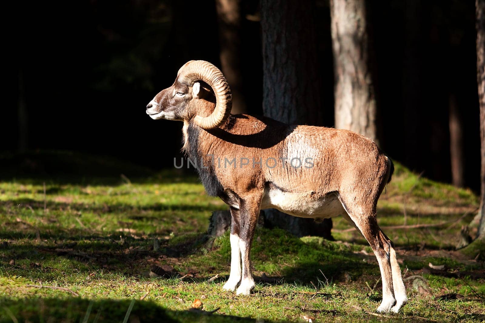 Mouflon in pose