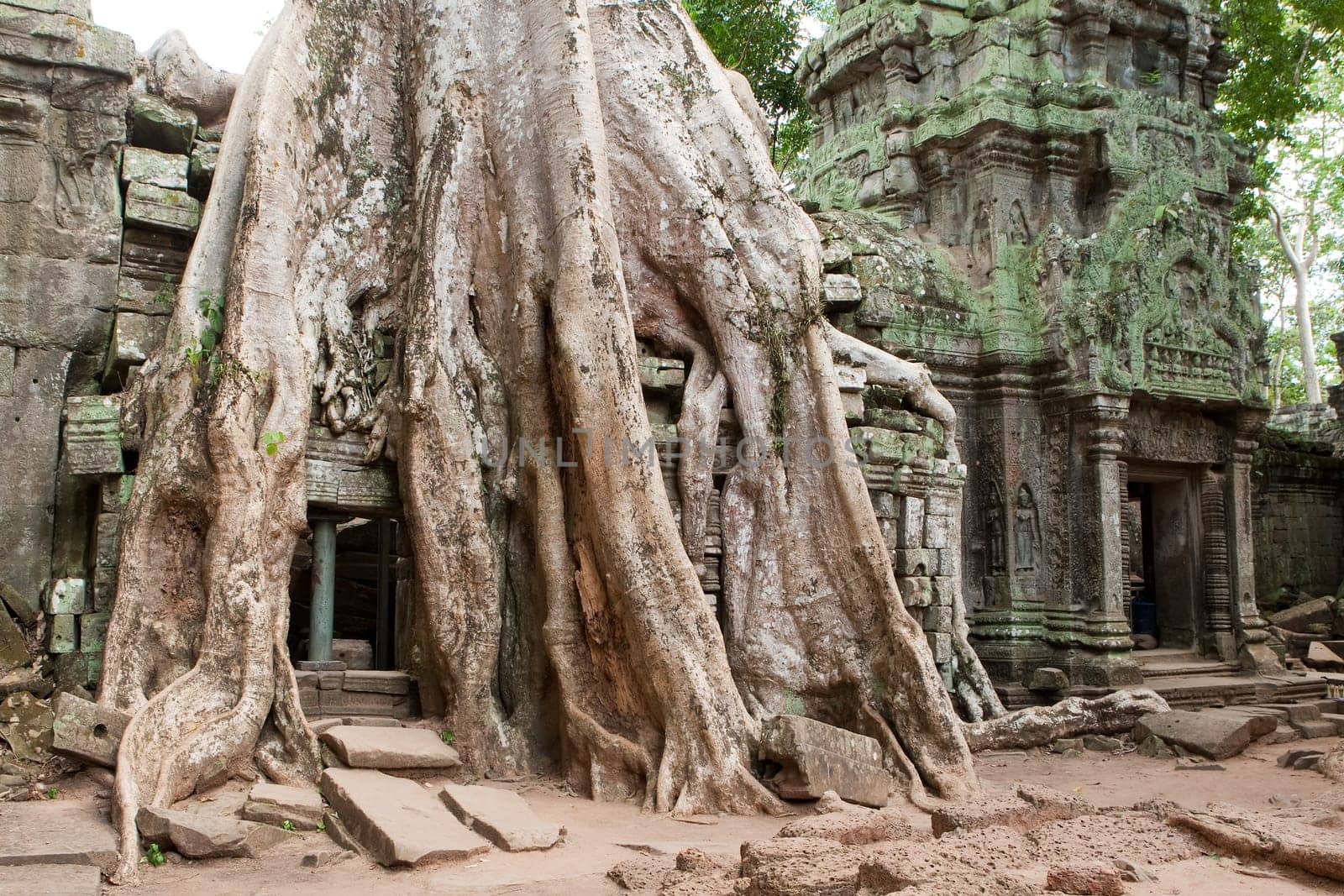 Ta Prohm in Angkor