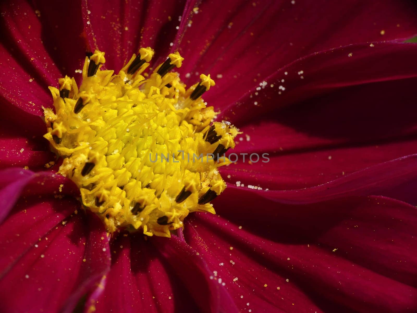 Cosmea,Jewelry Basket,Cosmos bipinnatus