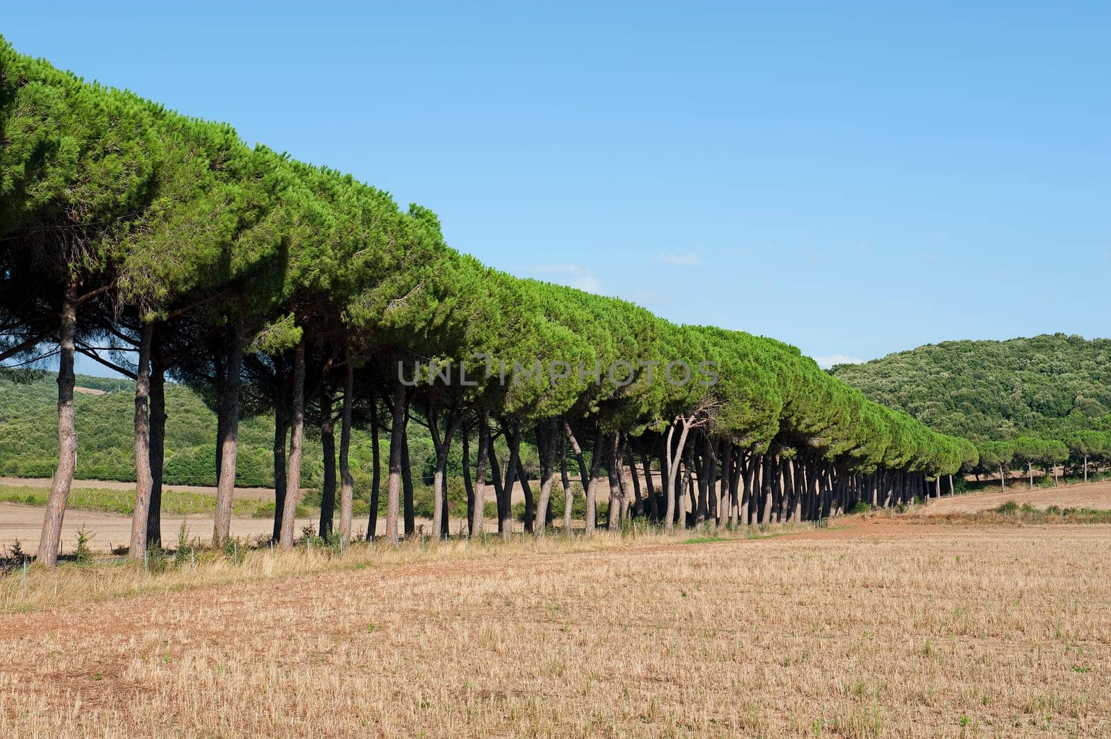 Pine avenue in Tuscany