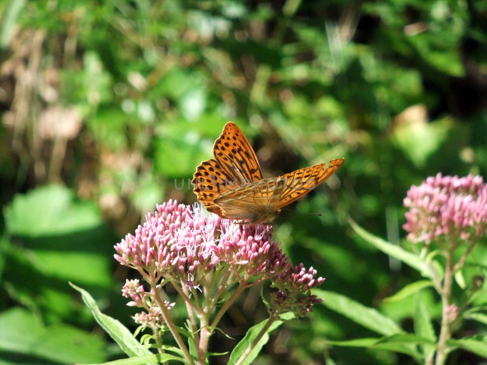 Butterfly on stonecrop