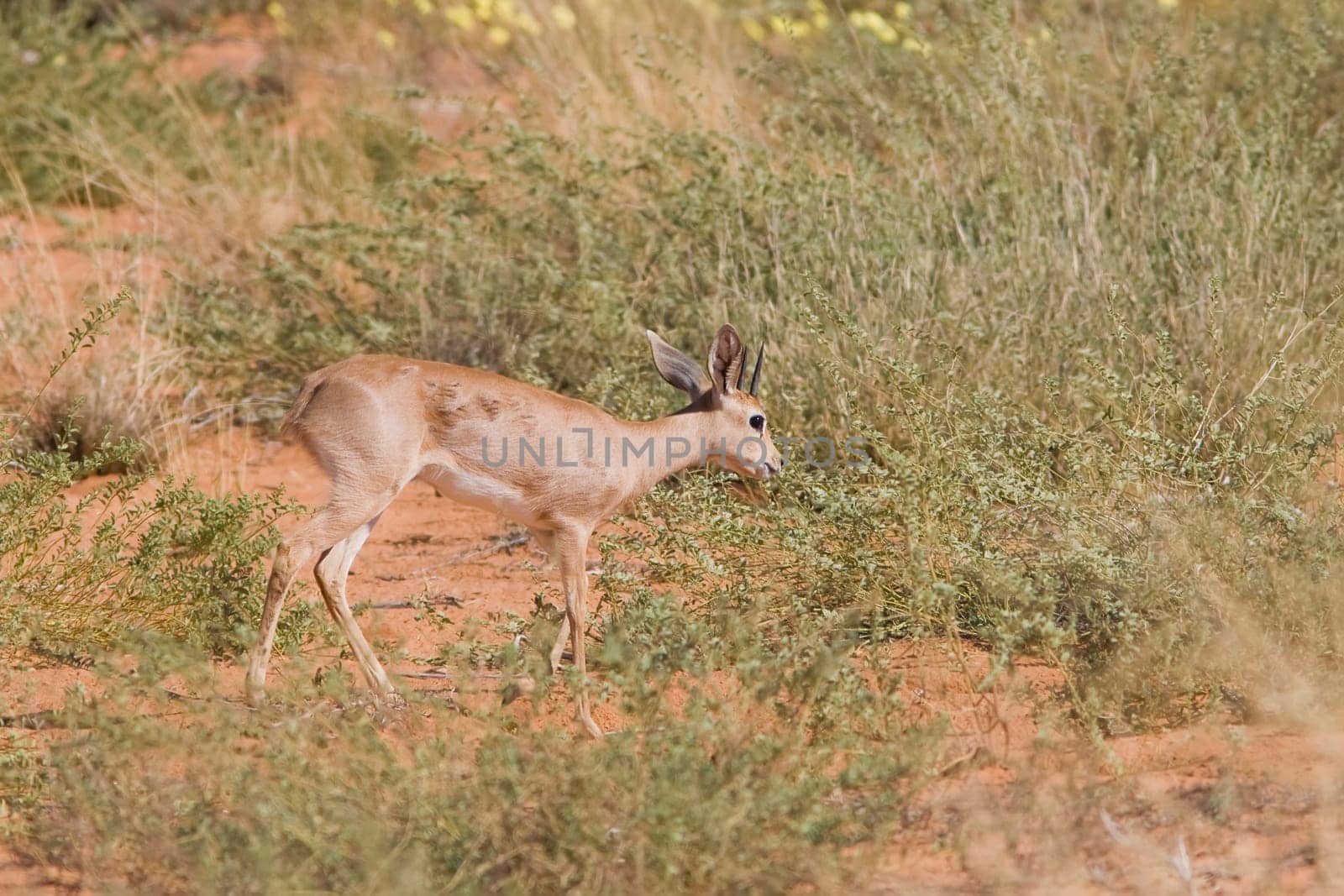 Steenbok