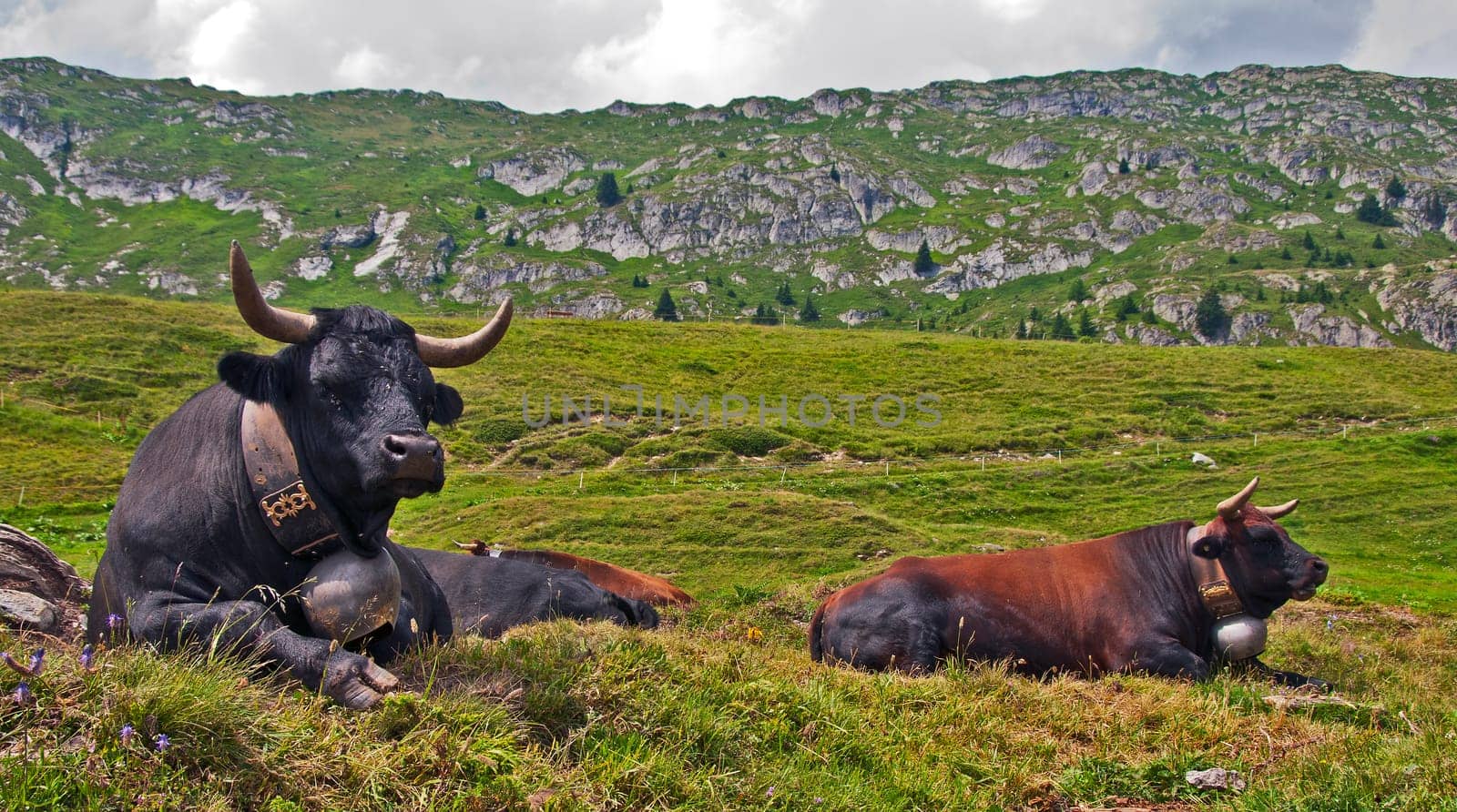 Herens Fighting Cow