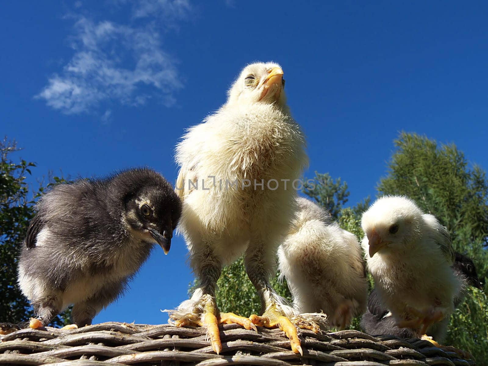 Four chicks