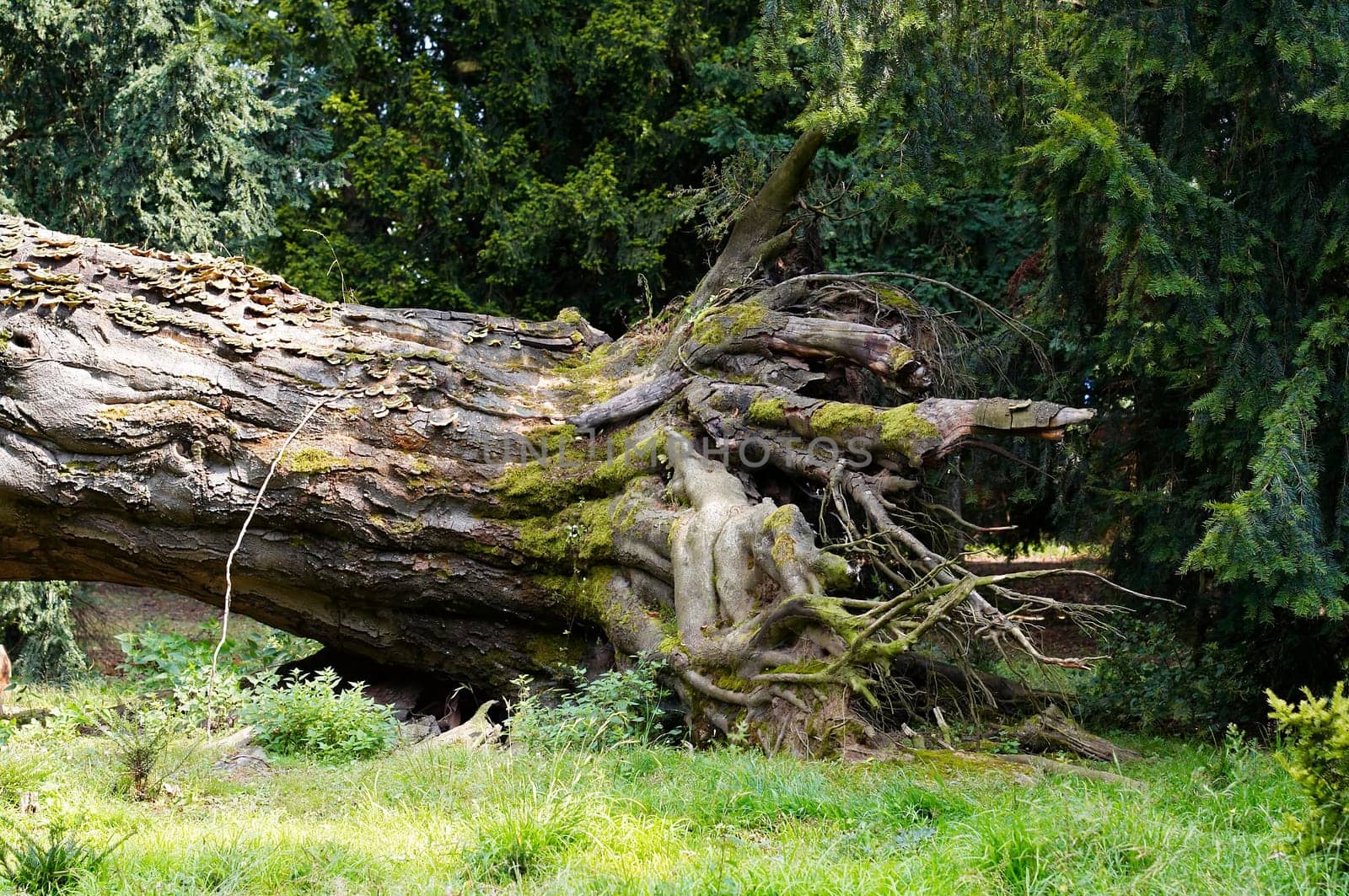 disproved tree - roots