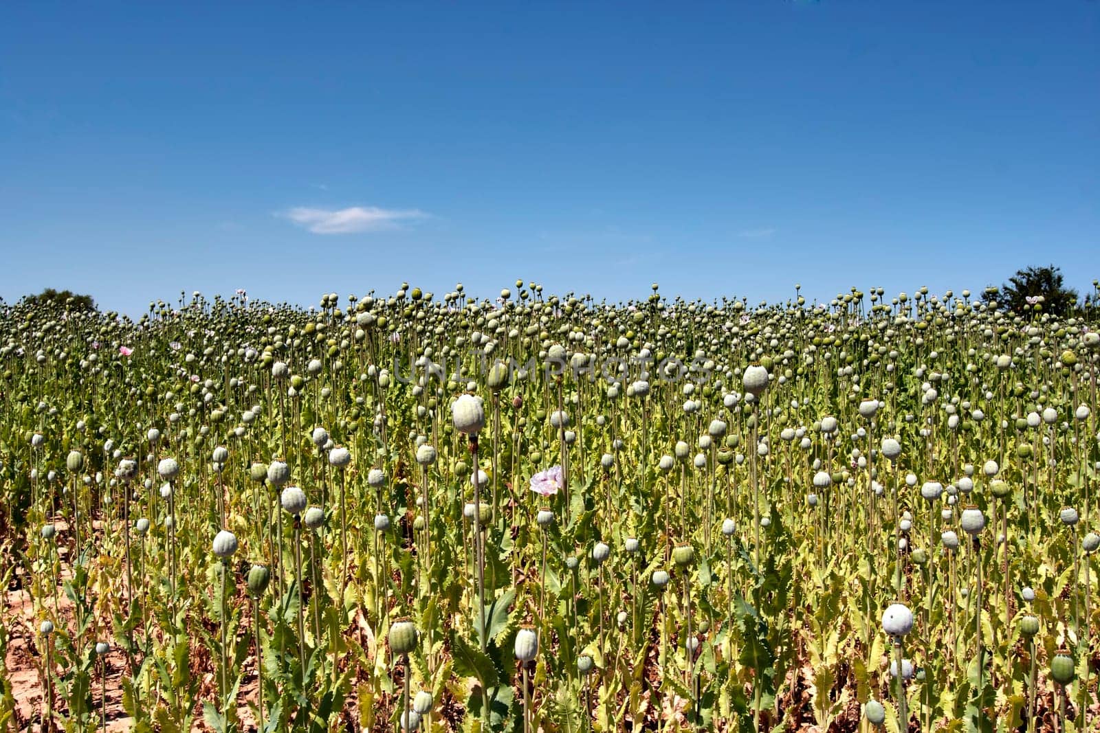 field of opium poppy