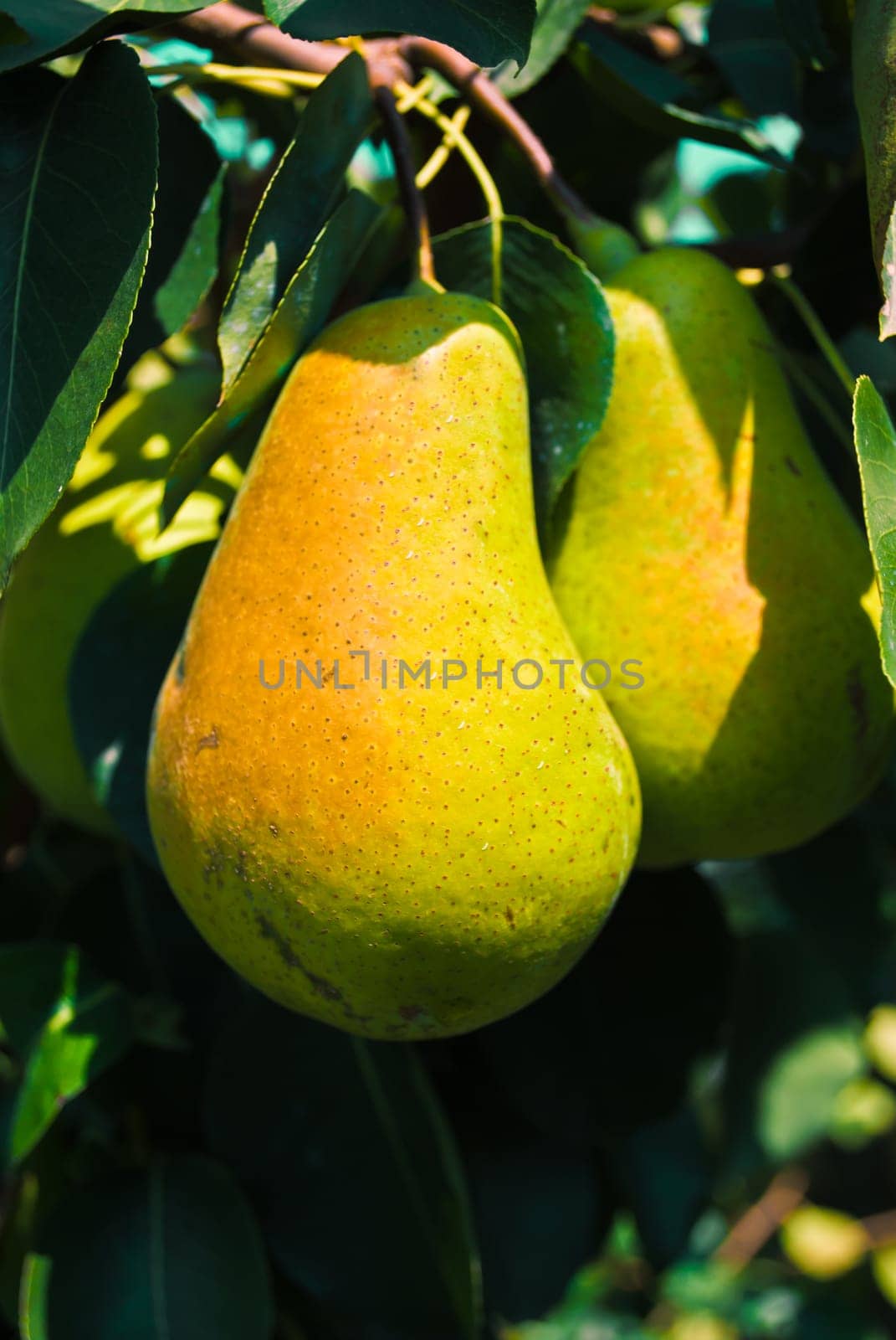 Cluster of ripe pears on a tree branch