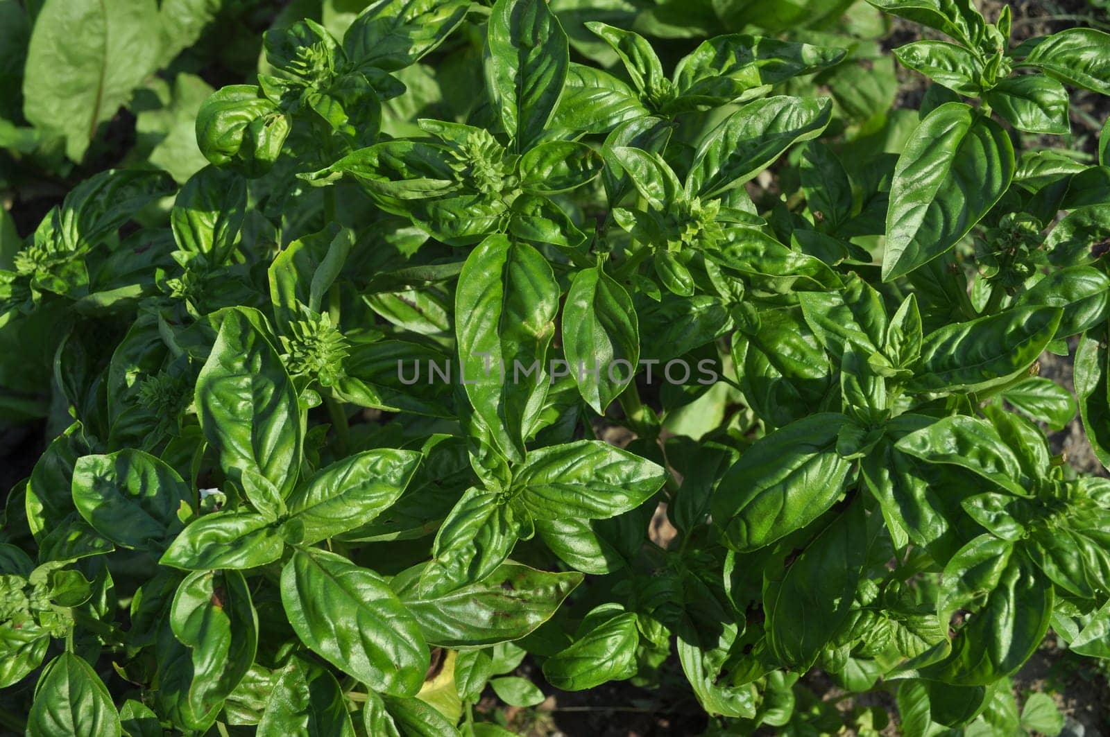 Basil