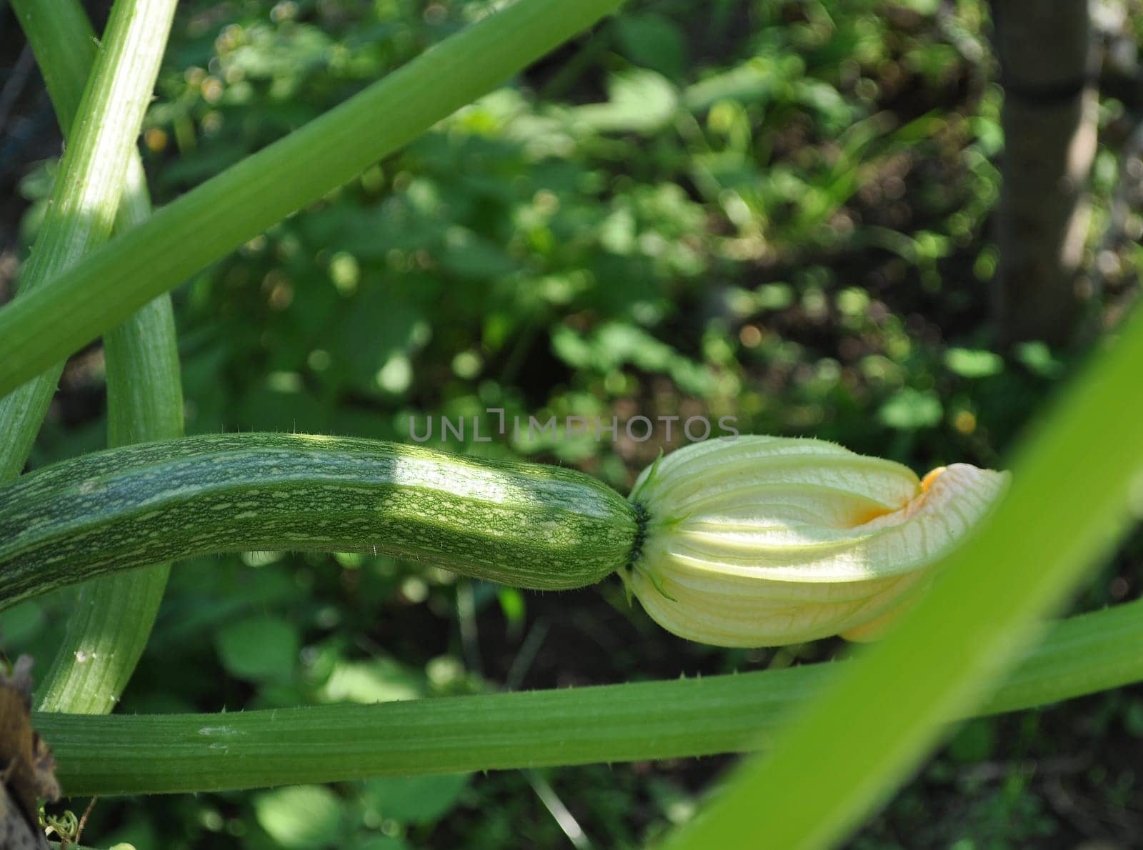 Courgettes zucchini
