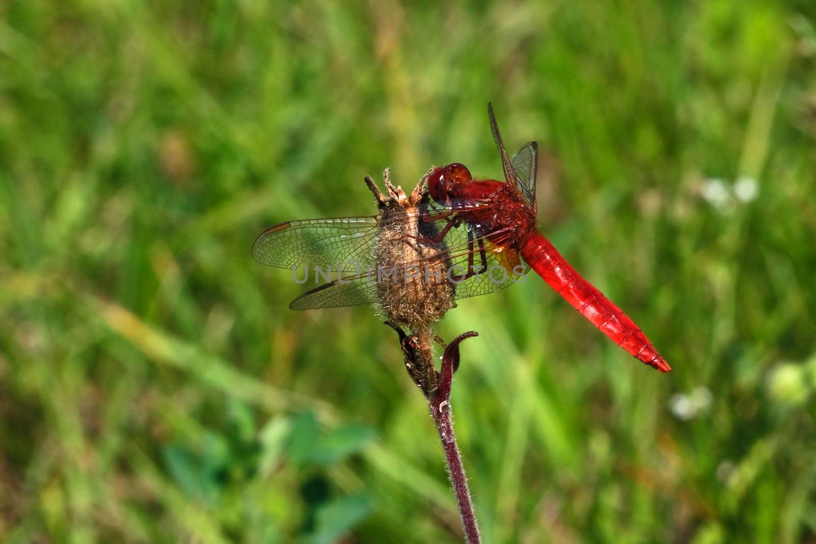 Scarlet dragonfly
