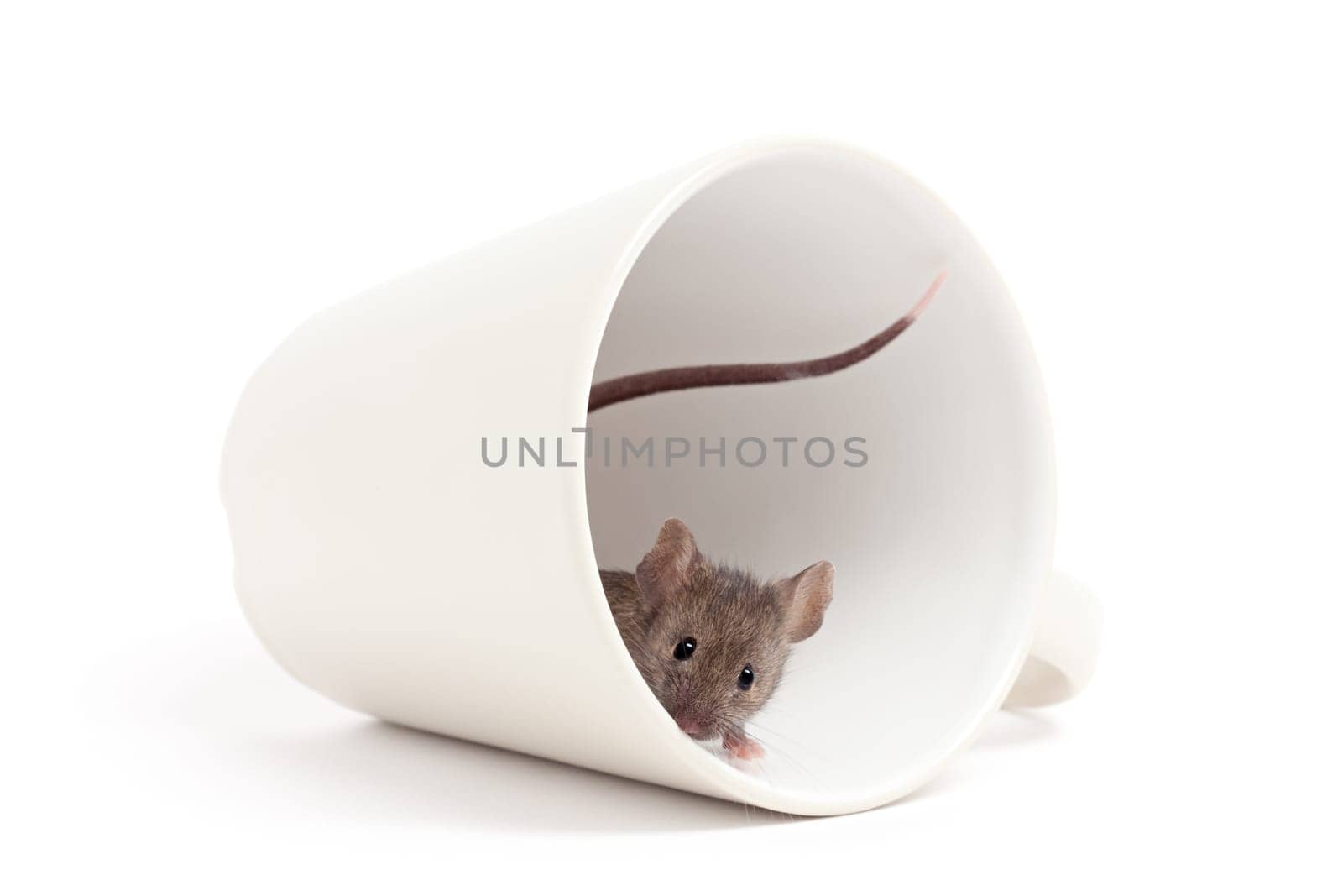 curious mouse isolated on white