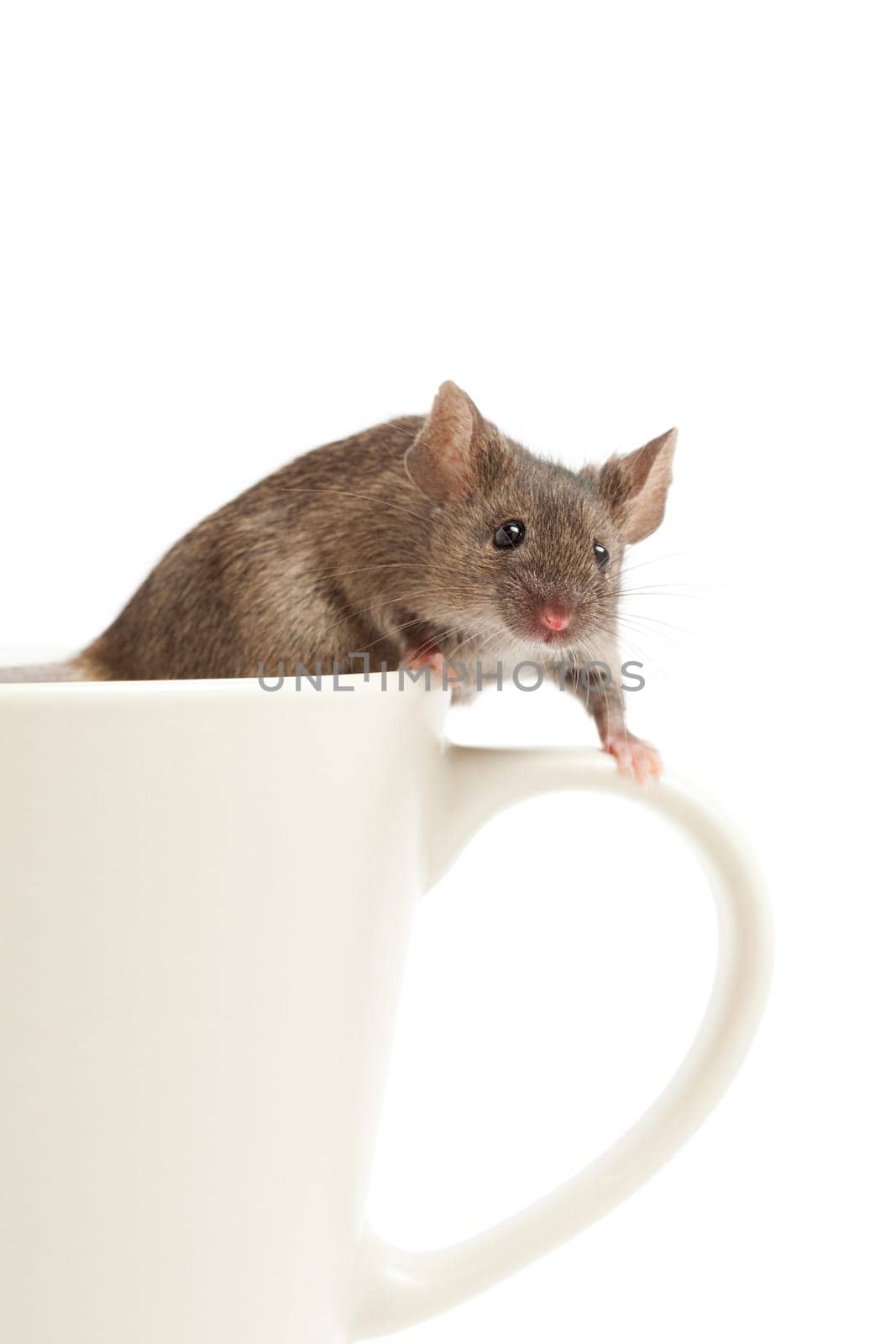 mouse on coffee cup isolated