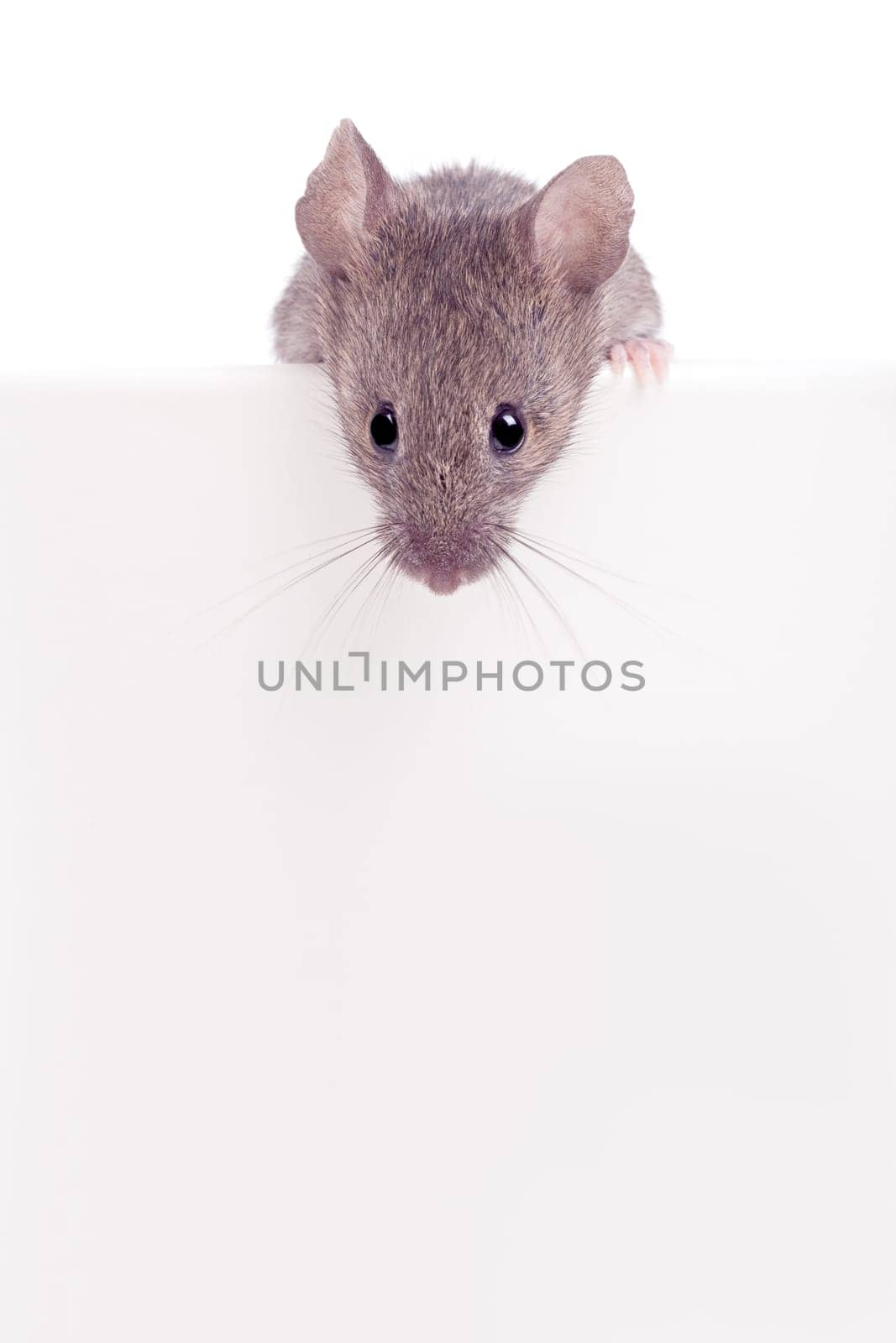 Mouse looking over edge isolated