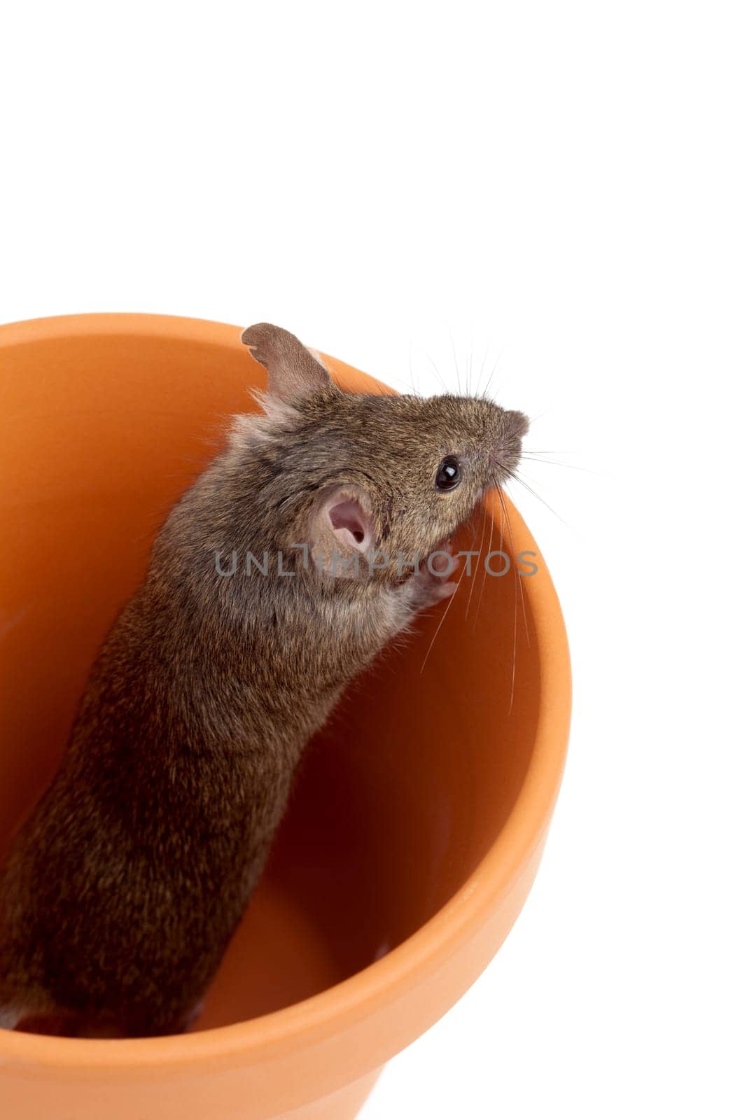 mouse in pot isolated on white