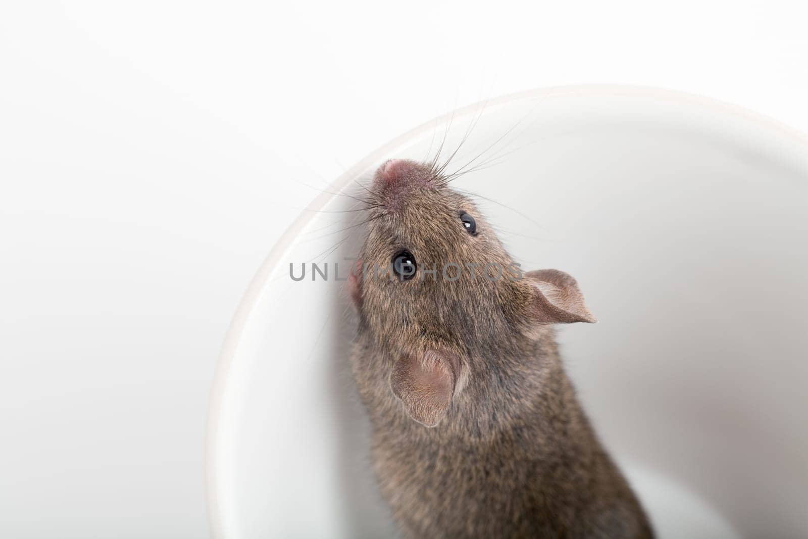 mouse in a cup