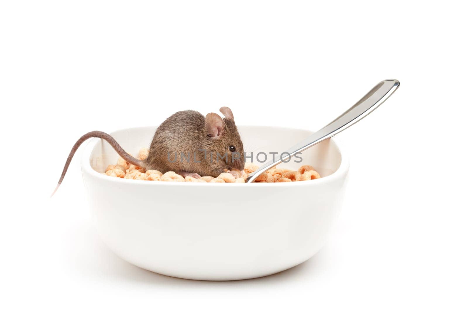 mouse in cereal bowl isolated