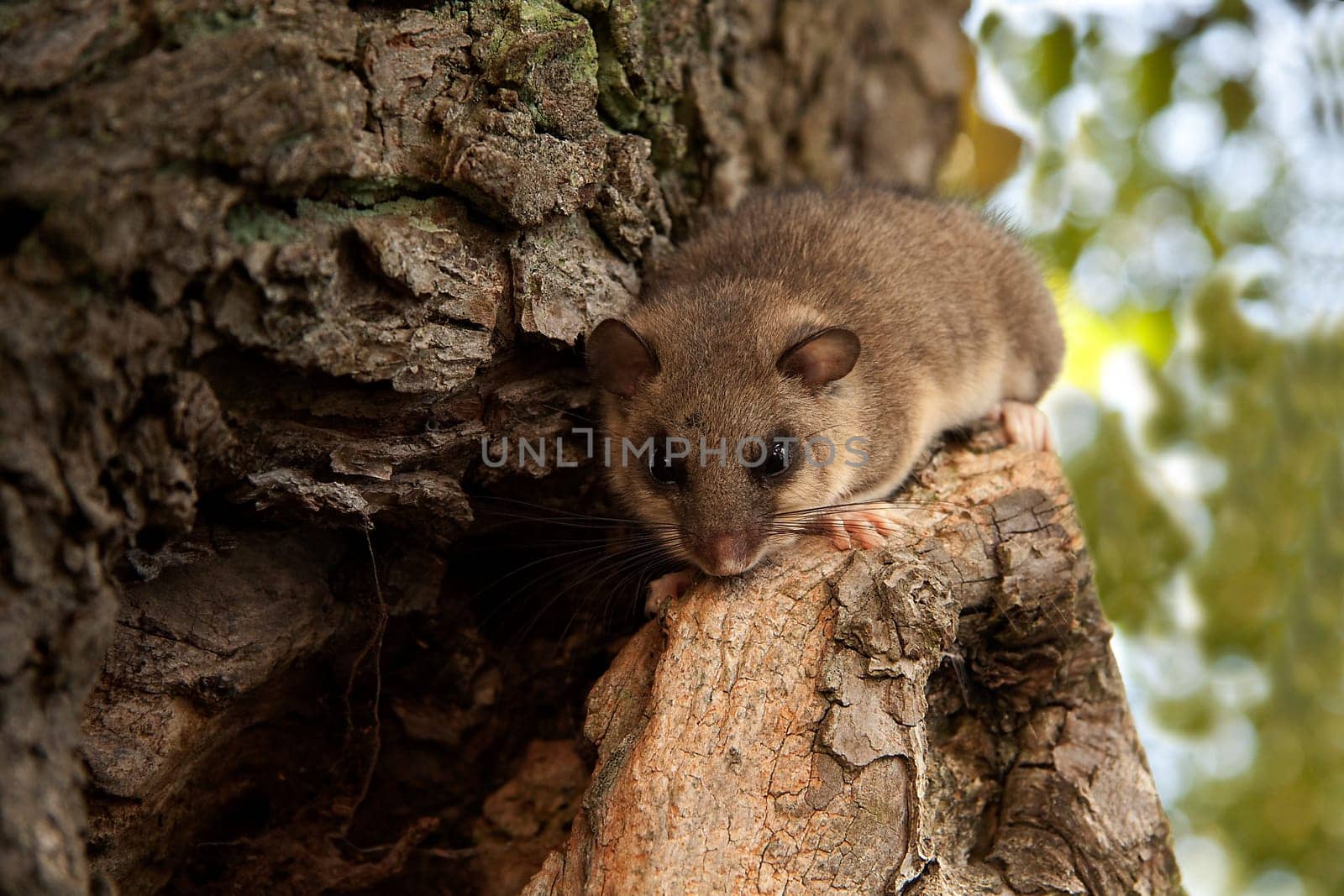 Posing with a dormouse