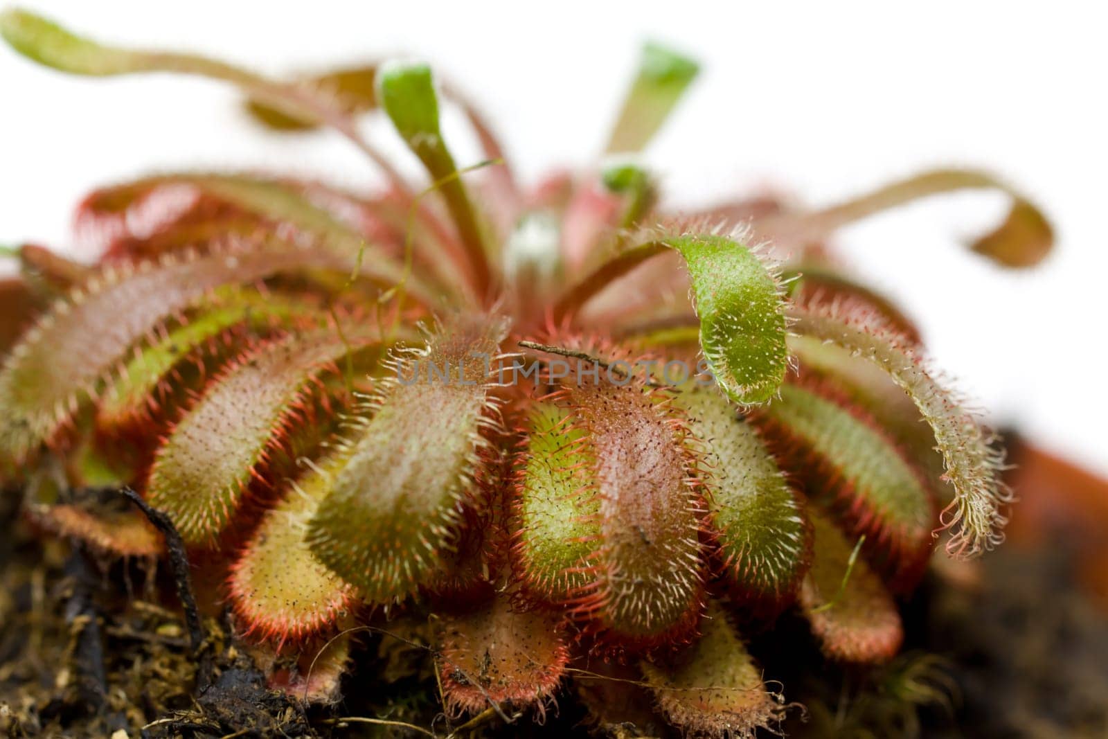 Drosera aliciae ,sundew,flesh fres