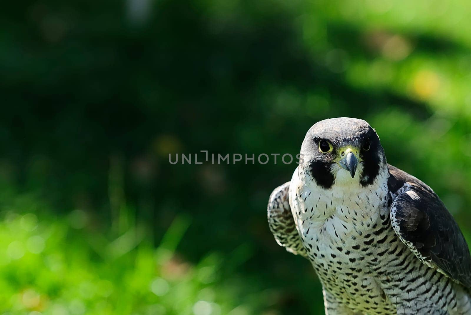 Falcon 1